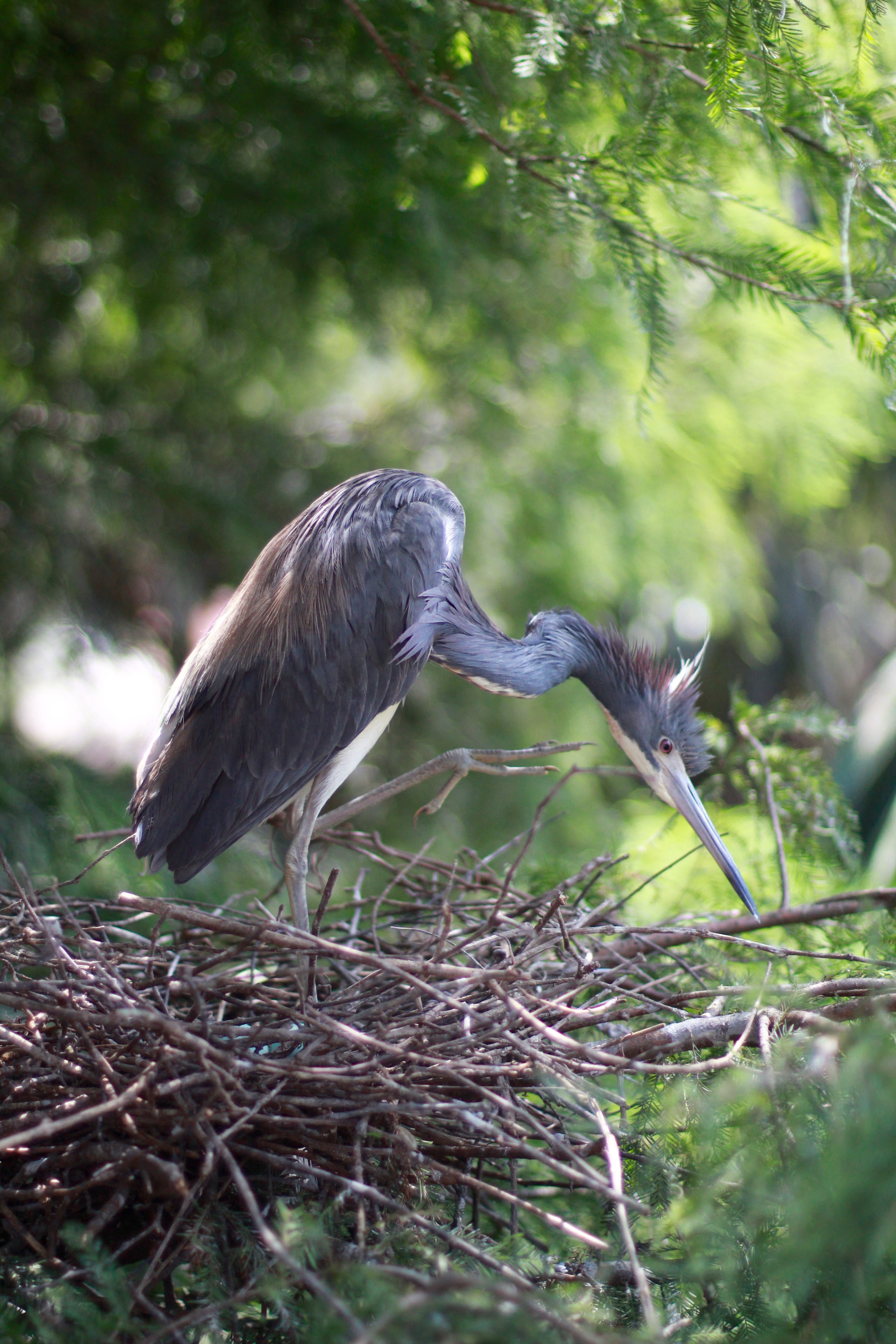 outdoors, 5K, anseriformes, beak, day, crawdad, eating, branch, waterfowl, forest, plant, animal wildlife, animal themes, perching, nest, stork, animals in the wild, Phone HD Wallpaper