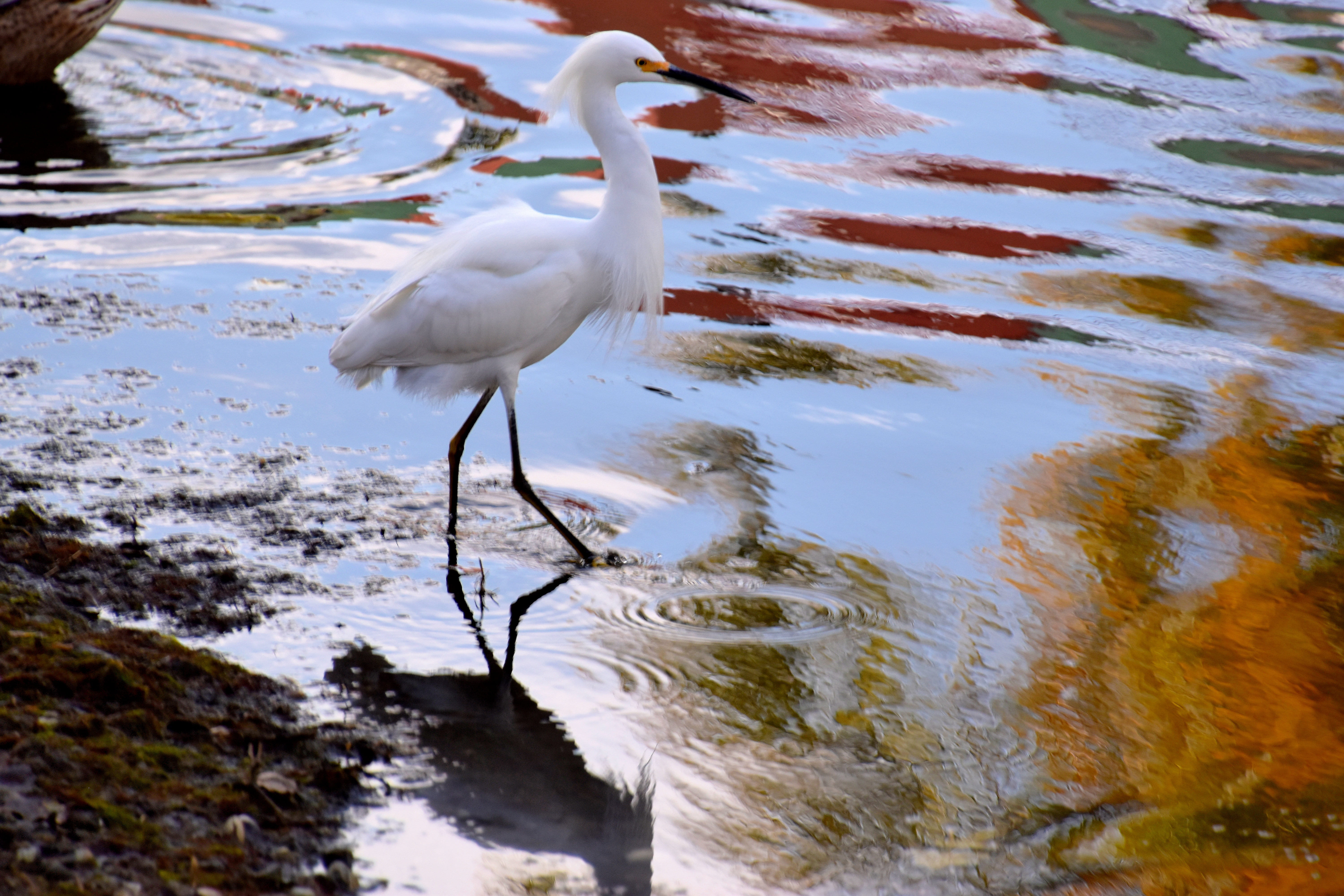 reflection, egret, nature, 5K, heron, waterfowl, beak, no people, animal themes, white color, one animal, food, beach, water, land, stork, seafood, animal neck, HD Wallpaper