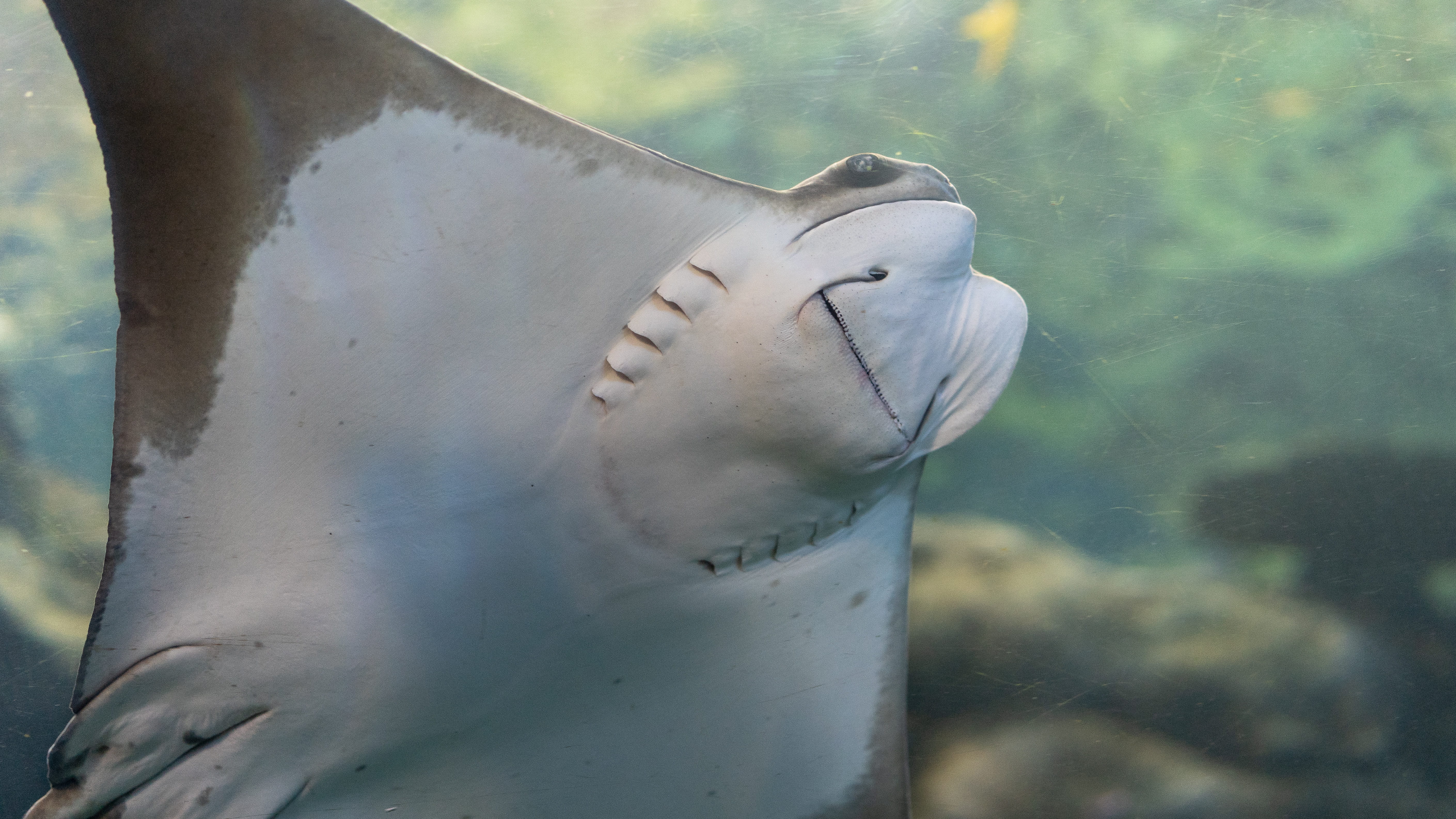 grey, vehicle, white, rock beauty, marine, mammal, invertebrate, horse, ray, one animal, car, sea life, gliding, nature, aquarium, swimming, seashell, leisure activities, HD Wallpaper