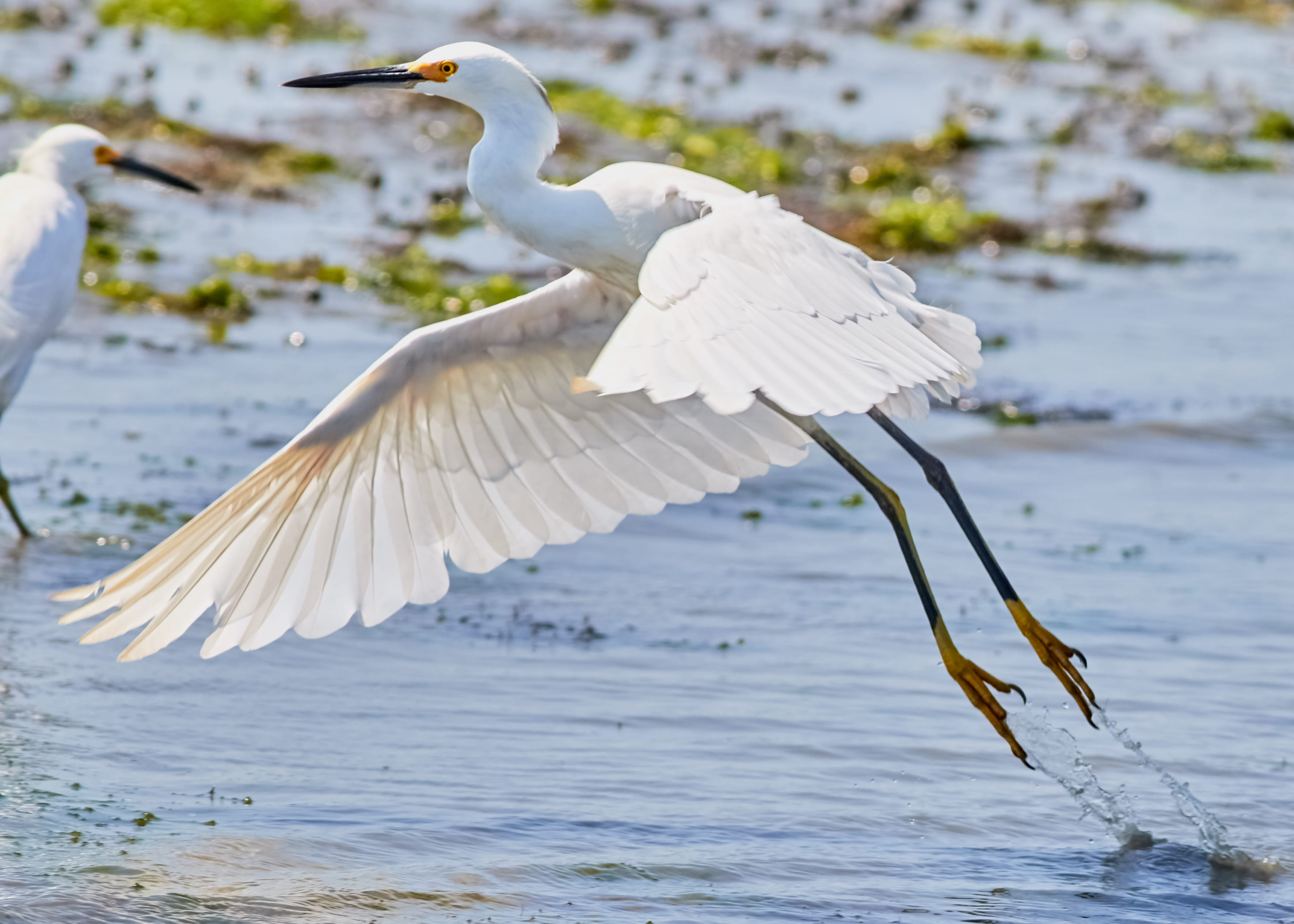 water bird, waterfowl, sunset, beak, crane bird, fly, body, flying pelican, animal themes, sea, egret, ardeidae, sea life, wildwood, bird, heron, snowyegret, HD Wallpaper