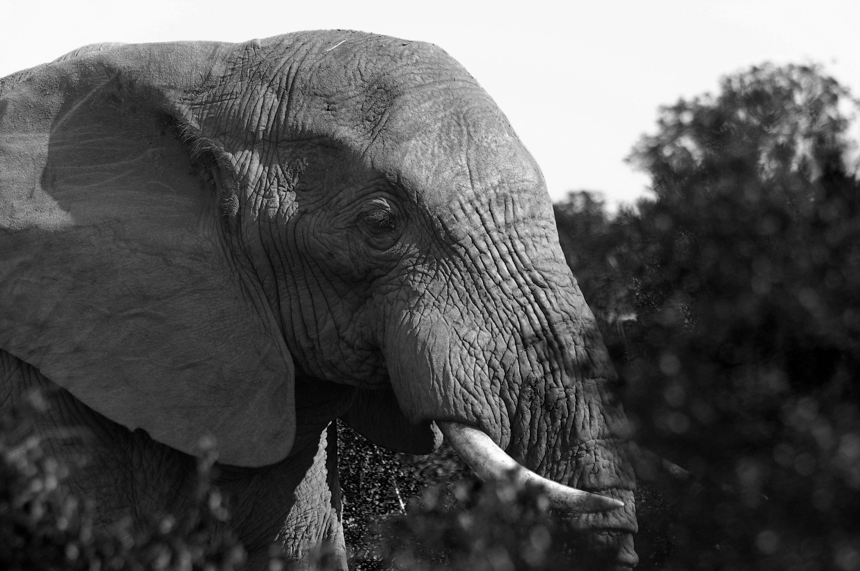 animals in the wild, bird, animal wildlife, vertebrate, one animal, bull, tar, animal head, heron, animal eye, photography, animal body part, grayscale, HD Wallpaper