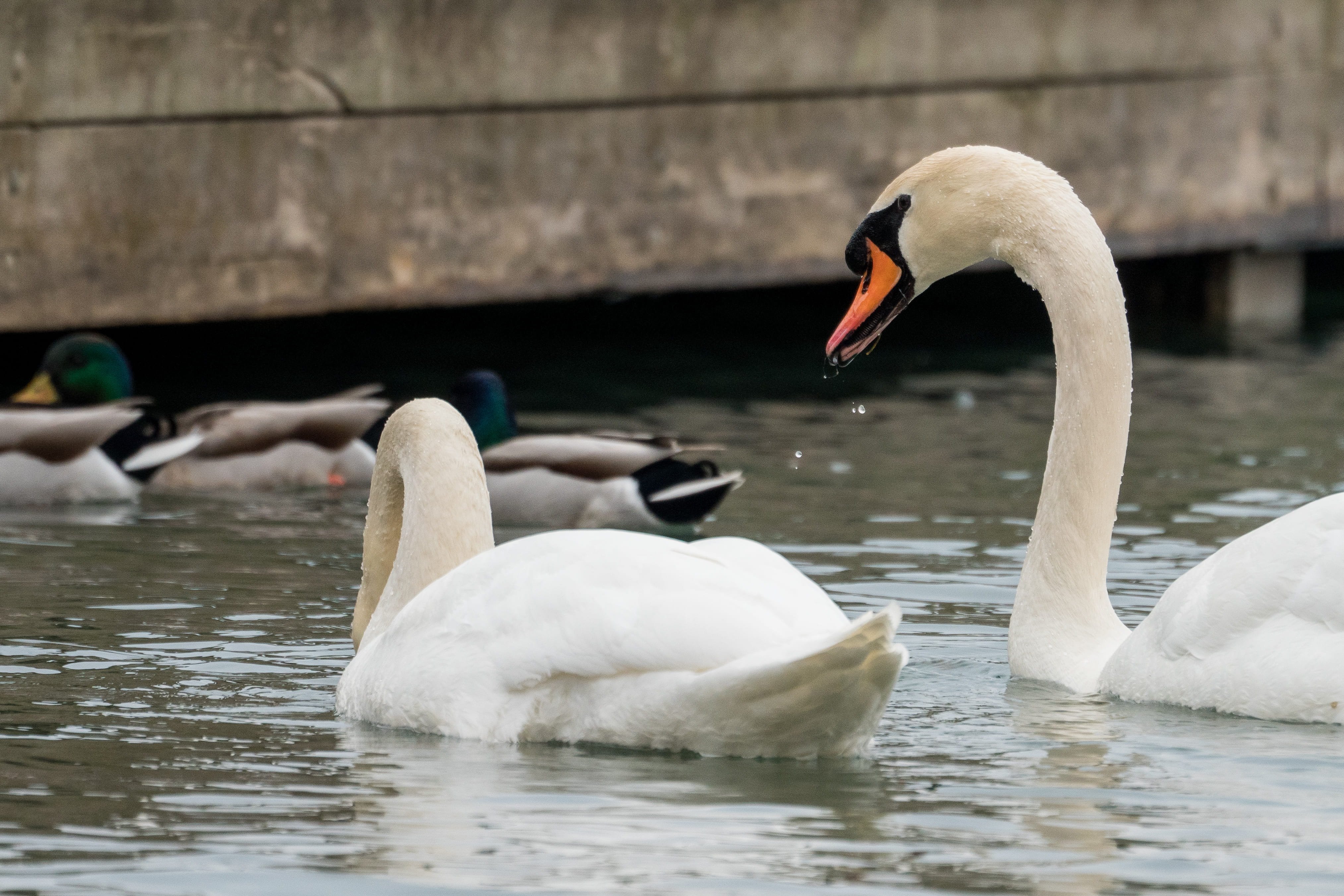 swimming, waterfowl, agelaius, swan, group of animals, goose, day, zoology, drinking, animal neck, ardeidae, fish, water, bird, nature, care, animals in the wild, HD Wallpaper