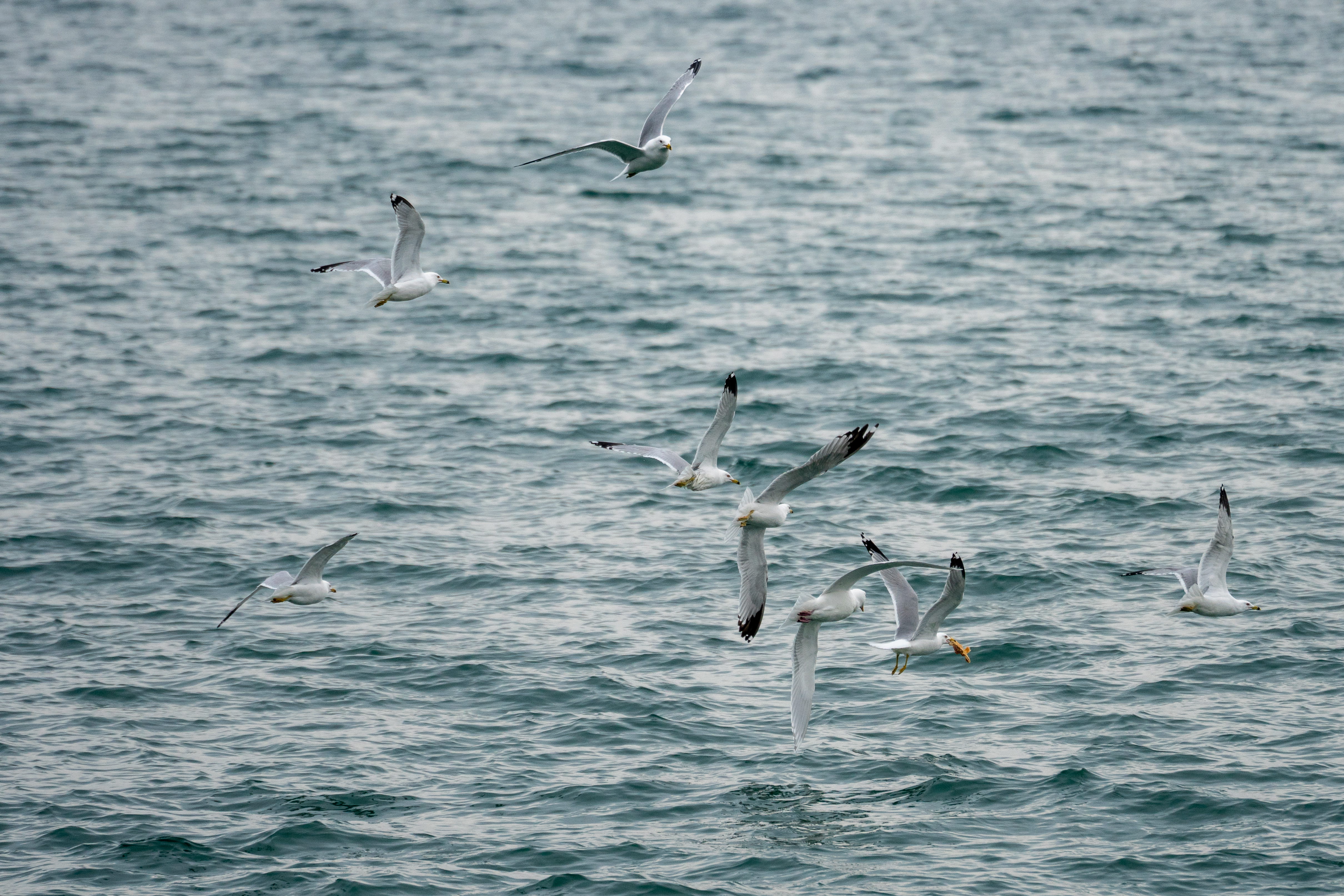 group of animals, mullet fish, animal themes, 4K, day, flying, waterfowl, flock of birds, mid-air, marine, heron, seagull, albatross, egret, nature, animal, HD Wallpaper