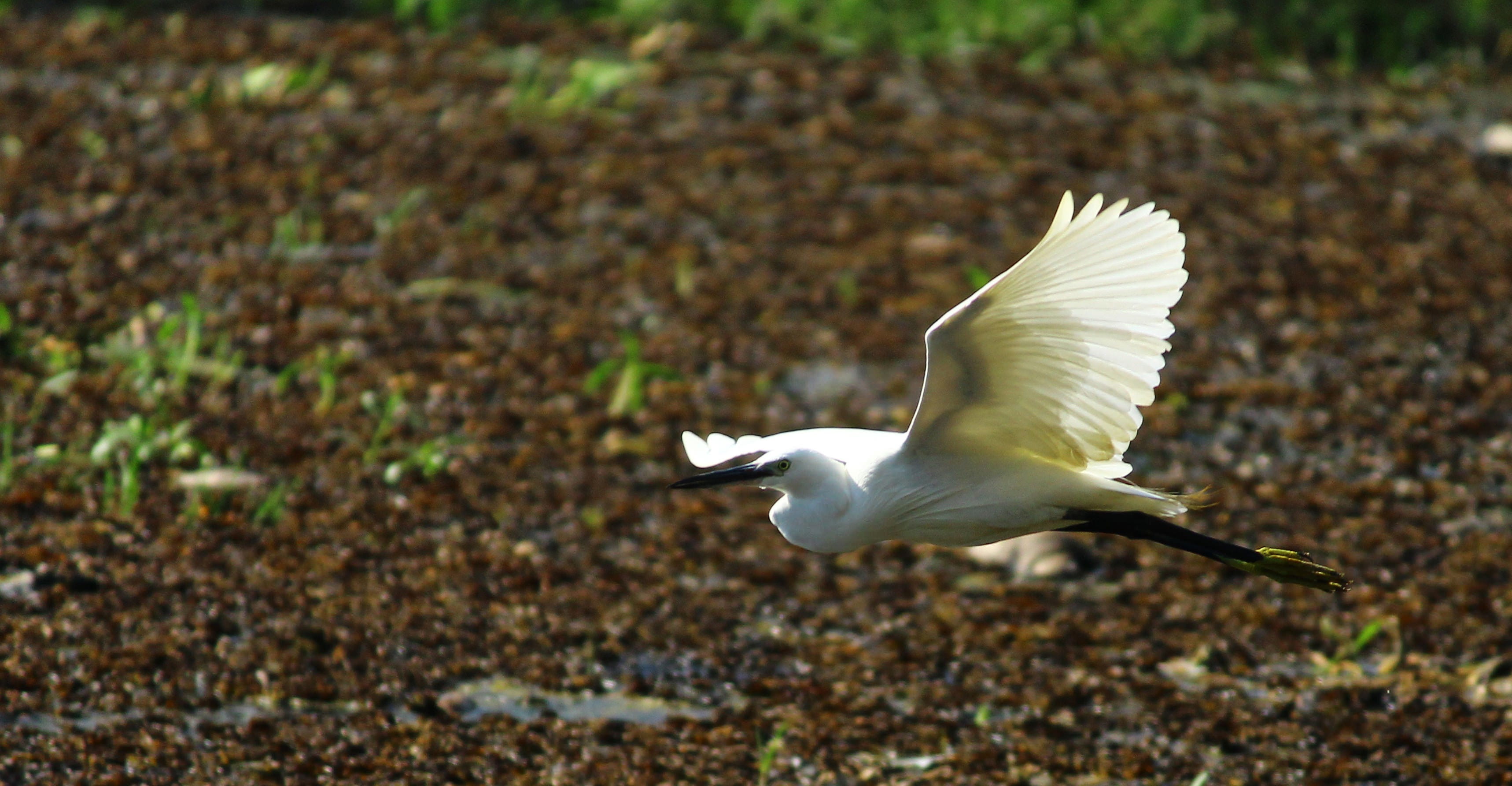 day, great egret, motion, swan, waterfowl, animals in the wild, parrot, nature, turtle, full length, box turtle, flying, anthus, bird, crane bird, white color, HD Wallpaper