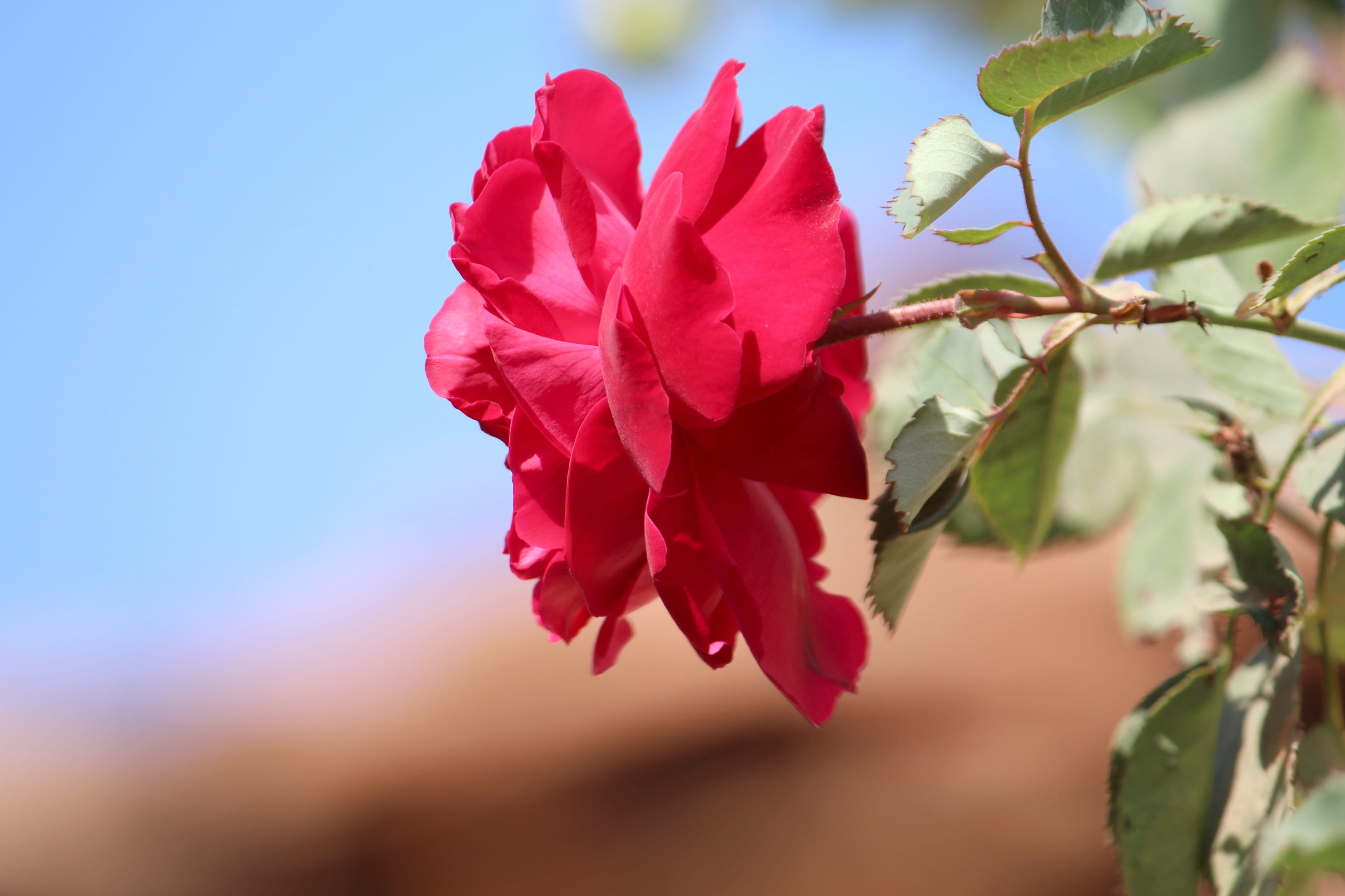 leaf, rose picture, gulab ka fool, no people, beauty in nature, rose, gulab, plant, outdoors, vulnerability, pink flower, plant part, flower head, HD Wallpaper
