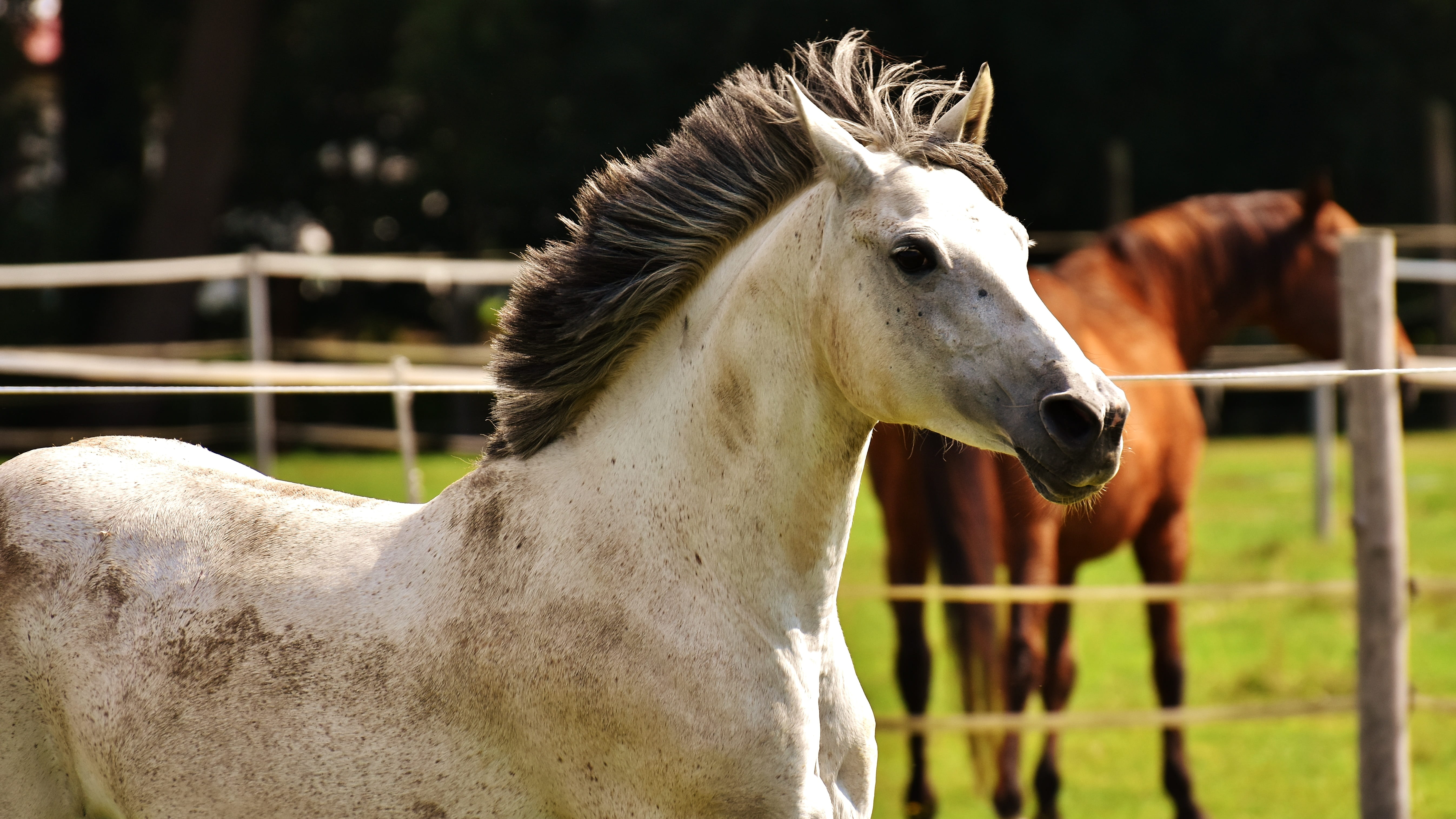 horse, pony, animal, outdoors, fun, animal head, white color, pets, cute, day, vertebrate, one animal, focus on foreground, white, barrier, no people, fool around, HD Wallpaper