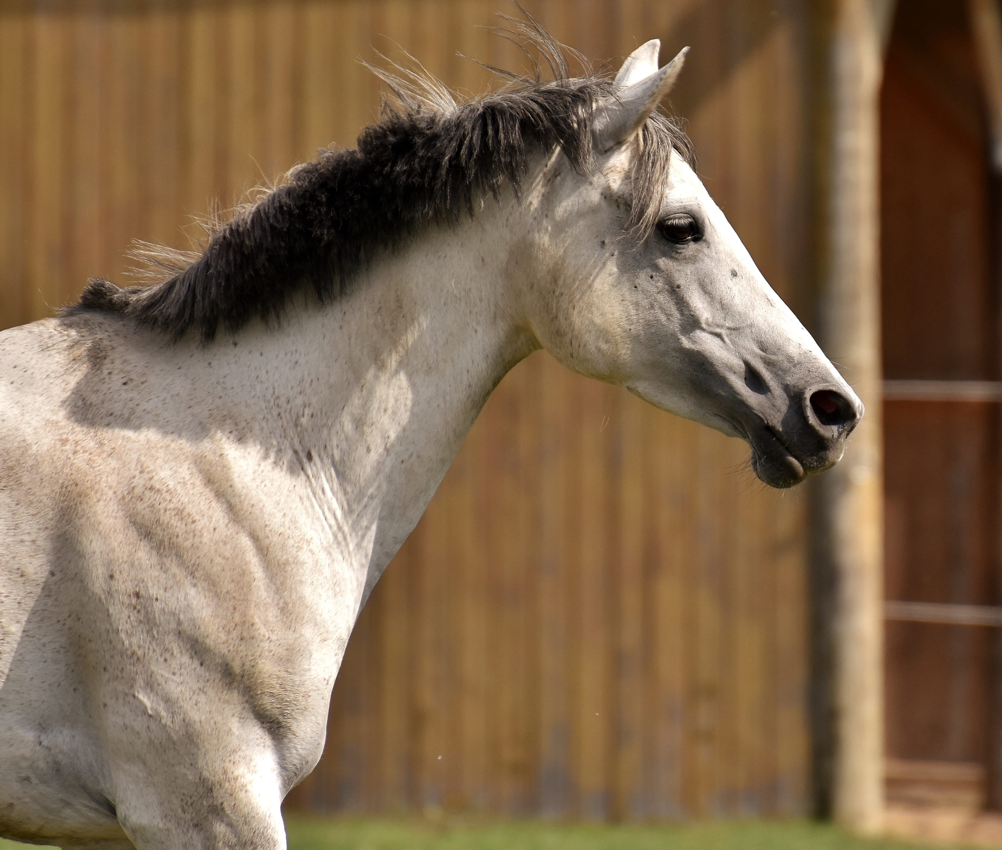 vertebrate, pets, day, fun, animal body part, pony, waving mane, animal head, coupling, mold, domestic animals, animal themes, one animal, horse, animal, HD Wallpaper