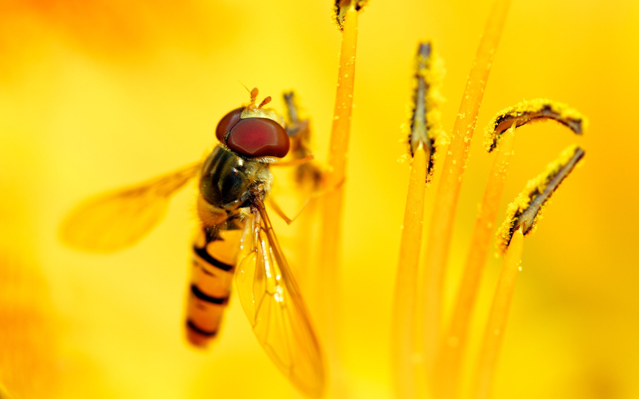 macro, s, 2K, feast, bee, nature, yellow, syrphid, insects, HD Wallpaper