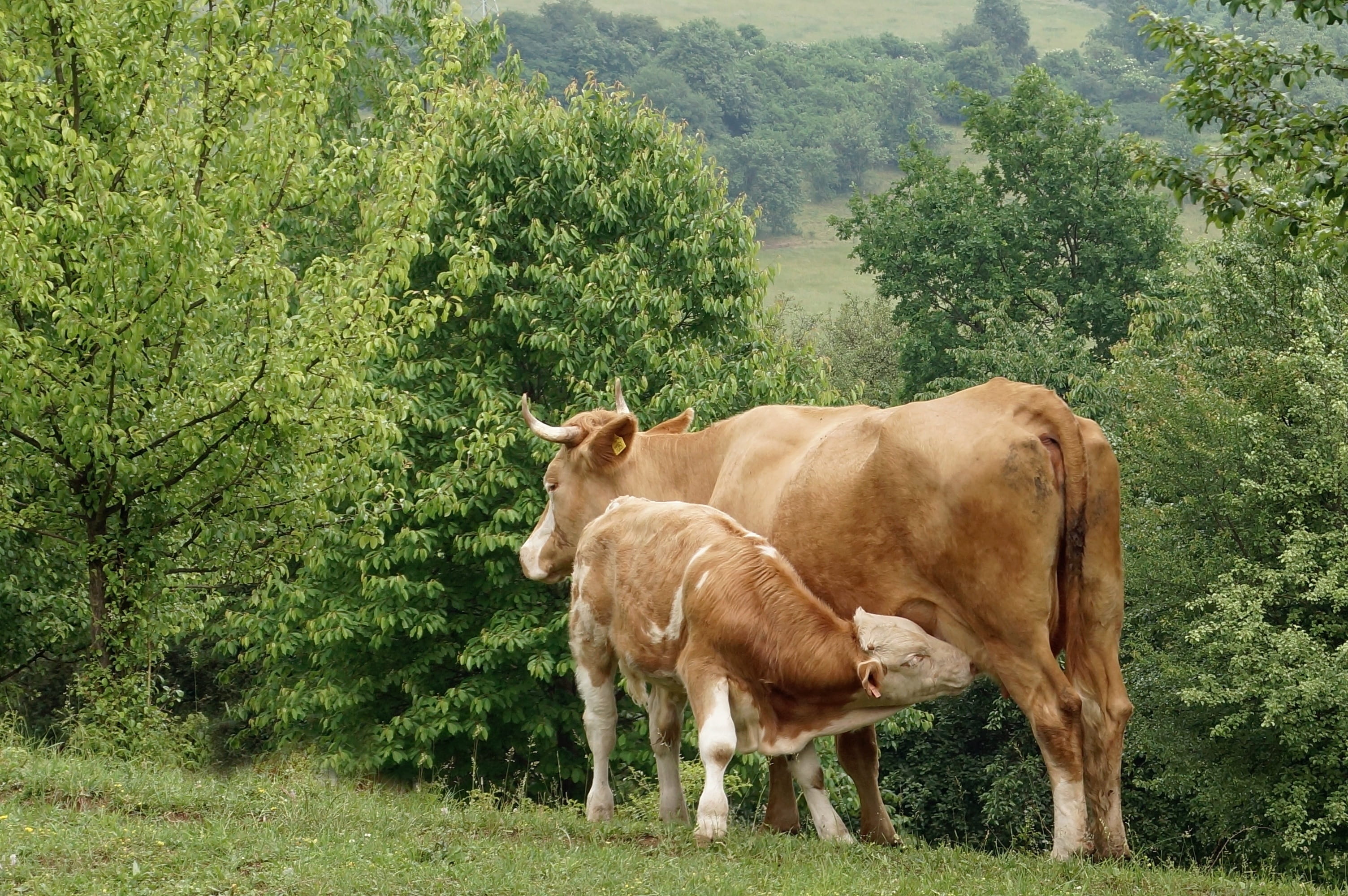 cattle, domestic cattle, tree, outdoors, domestic, pets, economy, animal themes, 2K, standing, cow, growth, herbivorous, plant, land, economic, vertebrate, HD Wallpaper