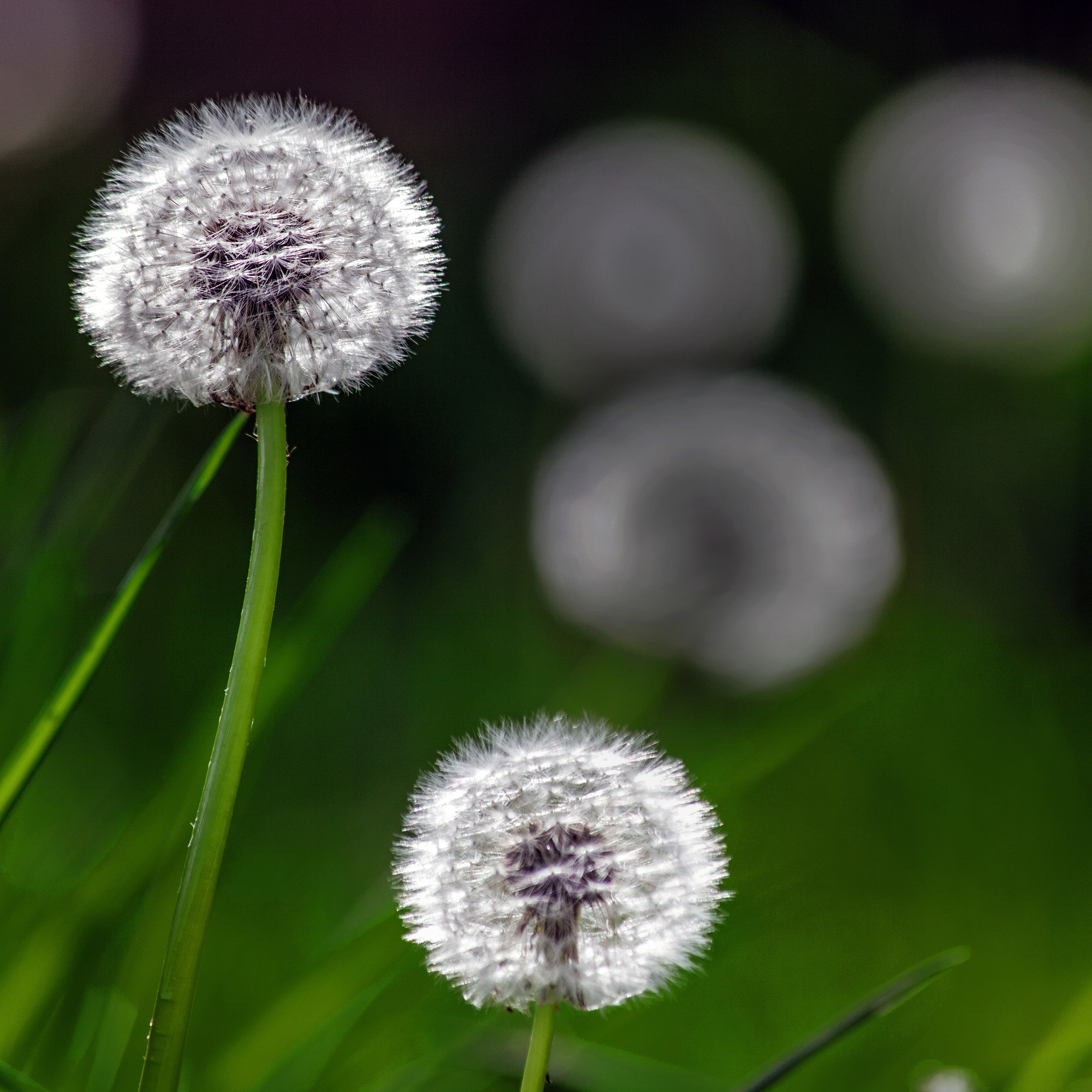 Taraxacum, nature, meadow, summer, 2K, Dandelion, white, springtime, lawn, flower, plant, macro, fluffy, photo, seed, close, close-up, grass, Phone HD Wallpaper
