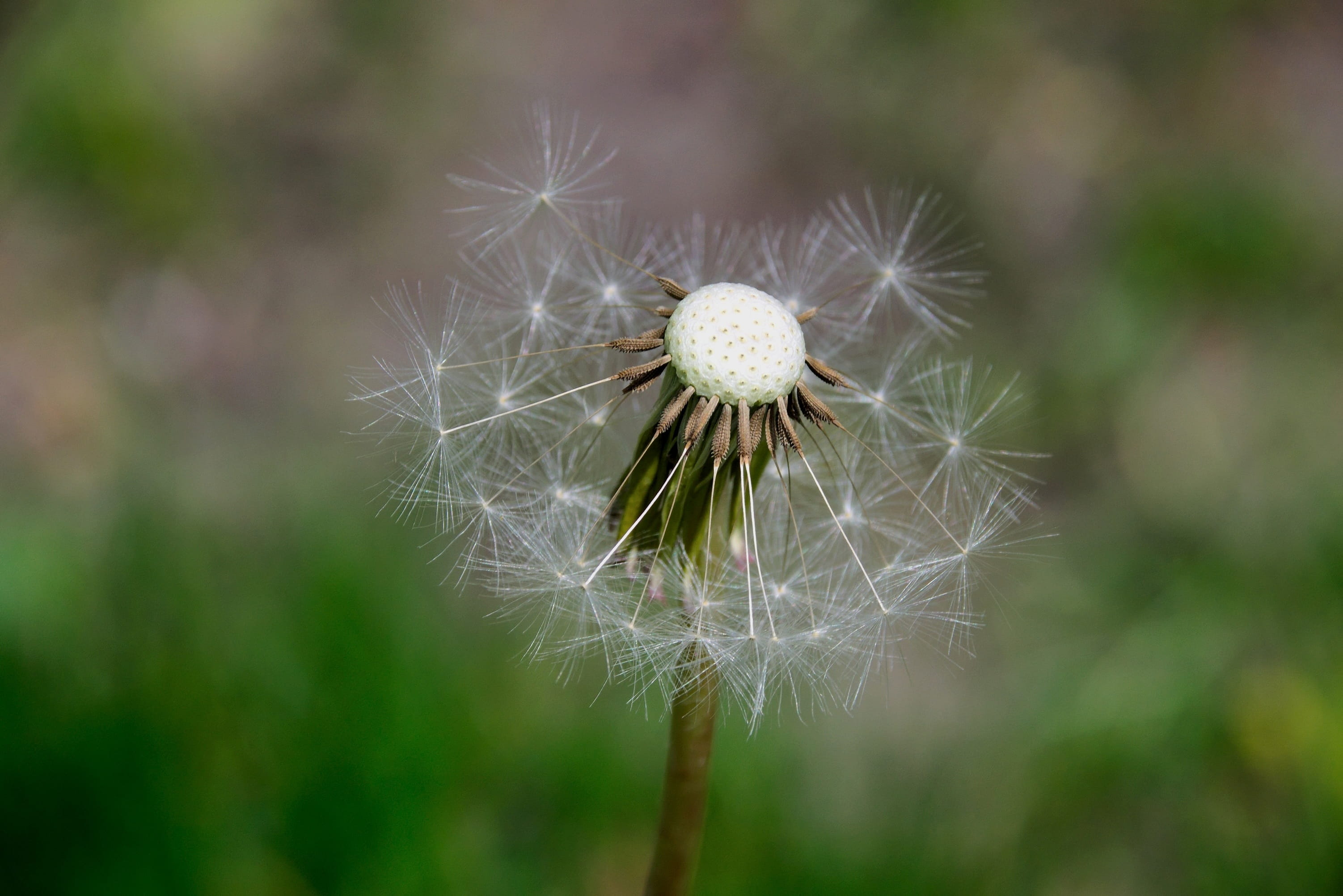 softness, plant, beauty in nature, closeup, inflorescence, day, growth, white color, flower, dandelion seed, no people, flower head, freshness, flowering plant, HD Wallpaper