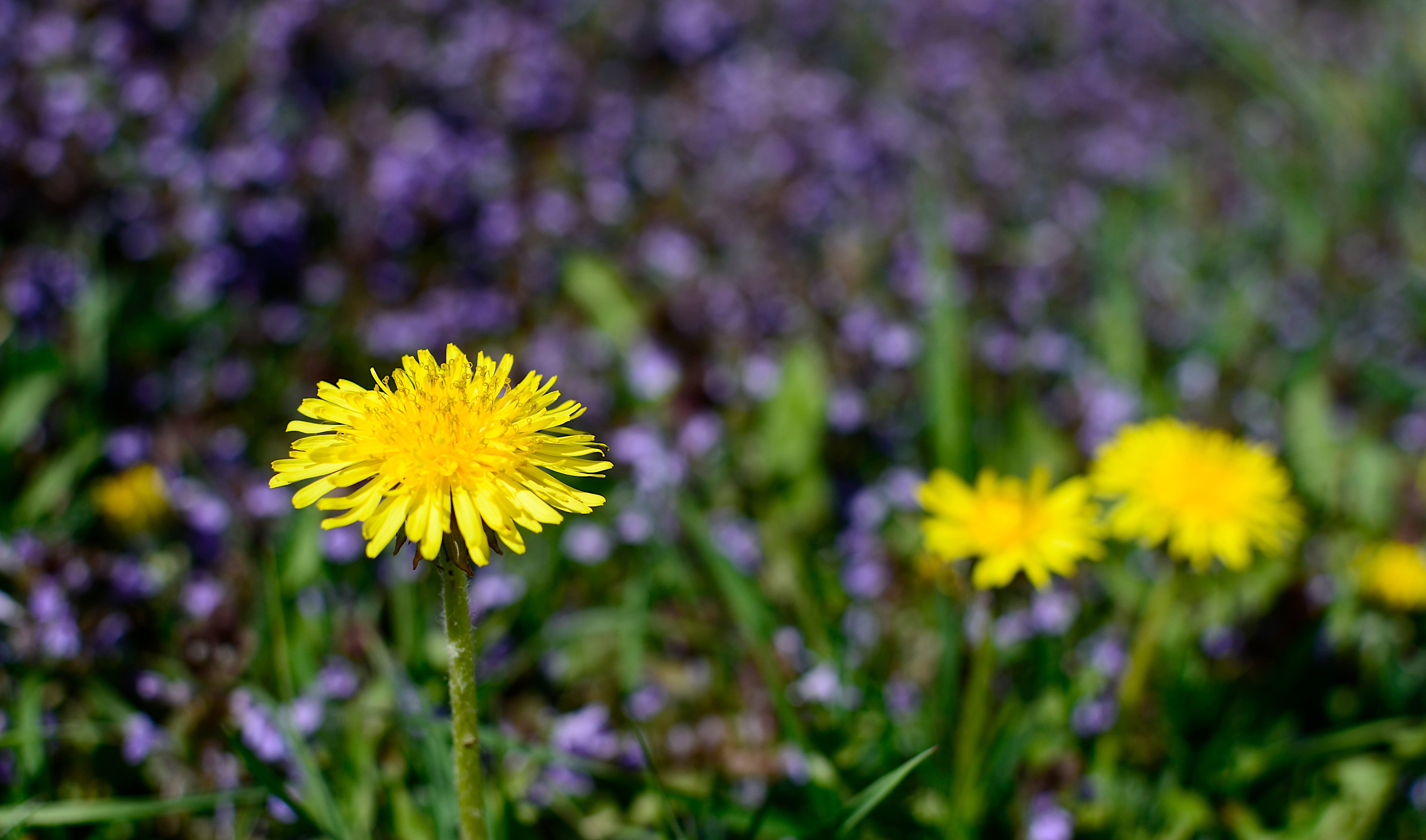 vulnerability, blooming, growth, yellow, selective focus, green, sonchus oleraceus, fragility, meadow, day, pollen, springtime, closeup, plant, flowering plant, HD Wallpaper