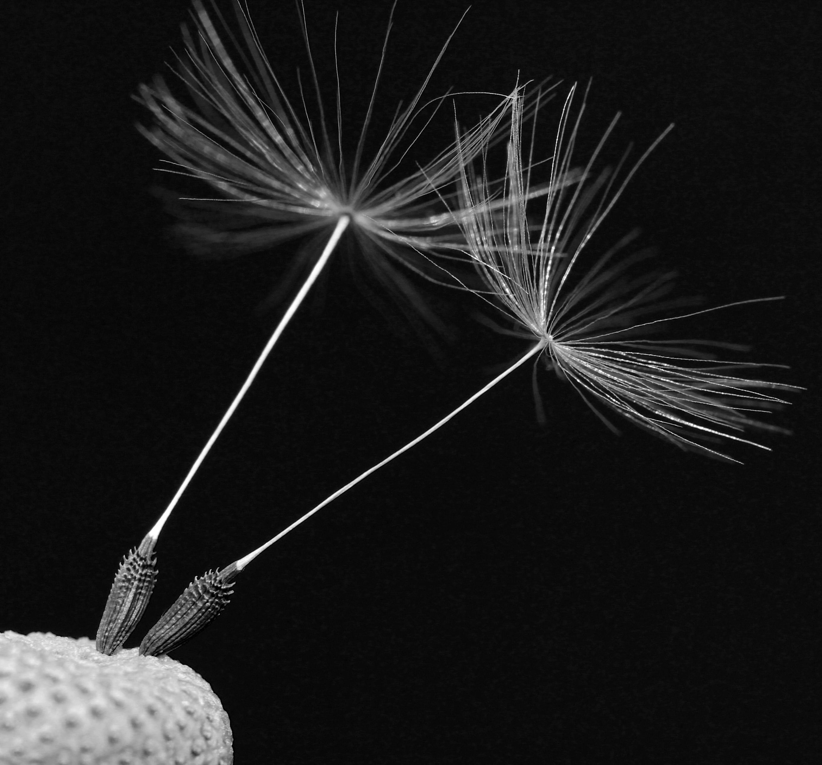 still life, petal, dandelion seed, art and craft, the delicacy, close-up, drops, craft, sonchus oleraceus, backgrounds, pollen, celebration, white, holding, HD Wallpaper