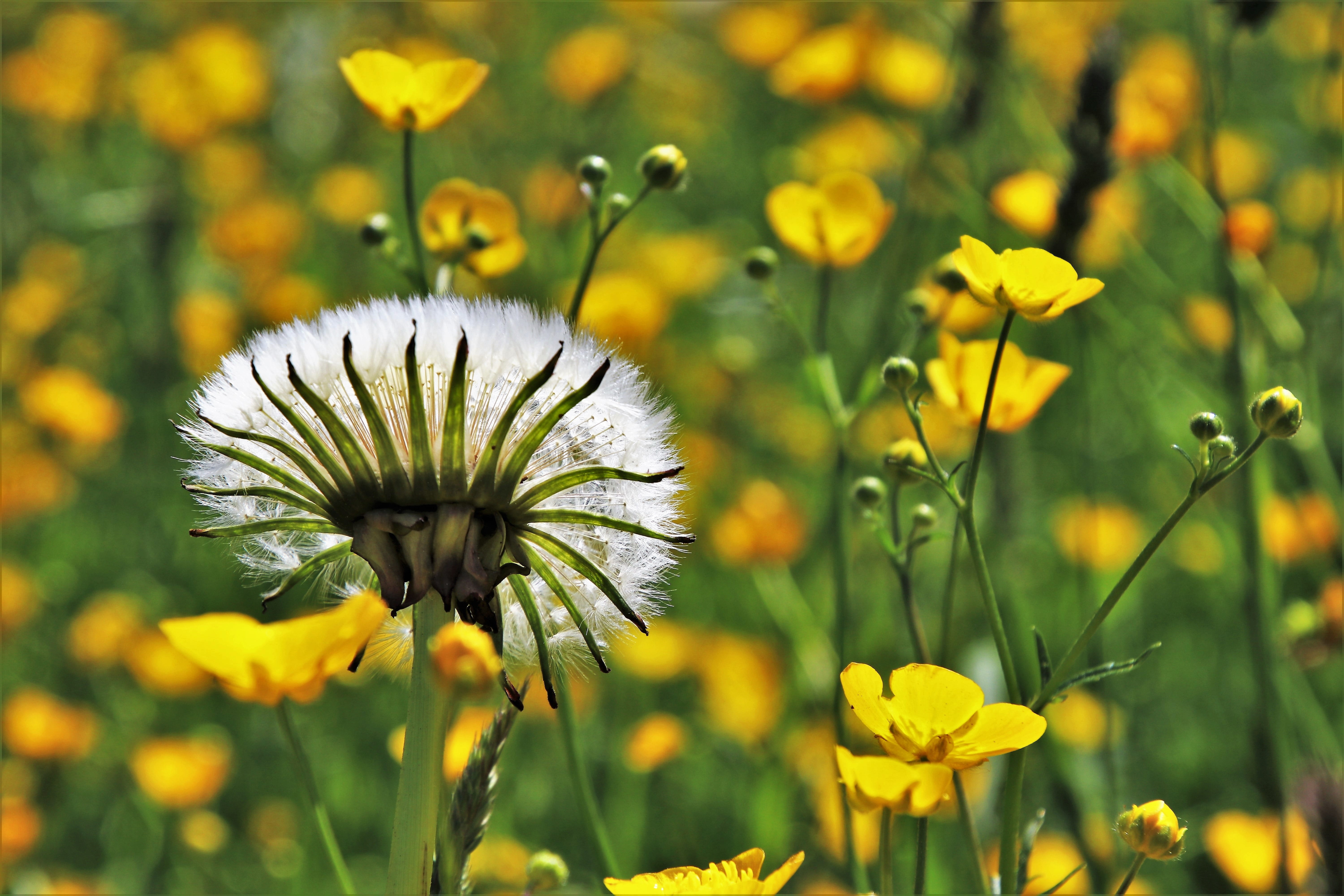 grass, small flowers, minor, fragility, close-up, meadow, sepal, invoice, season, green background, field, no people, garden flowers, freshness, yellow flower, HD Wallpaper