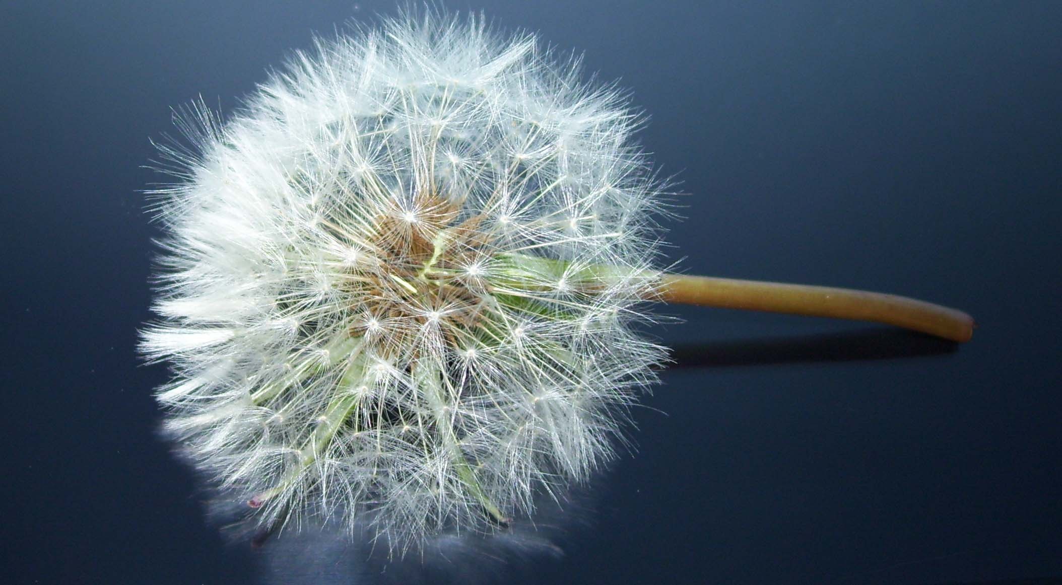 time, field, taraxacum officinale, summer, 1080P, beauty in nature, sonchus oleraceus, studio shot, spring, nuns, seeds, polyana, close-up, macro, grass, HD Wallpaper