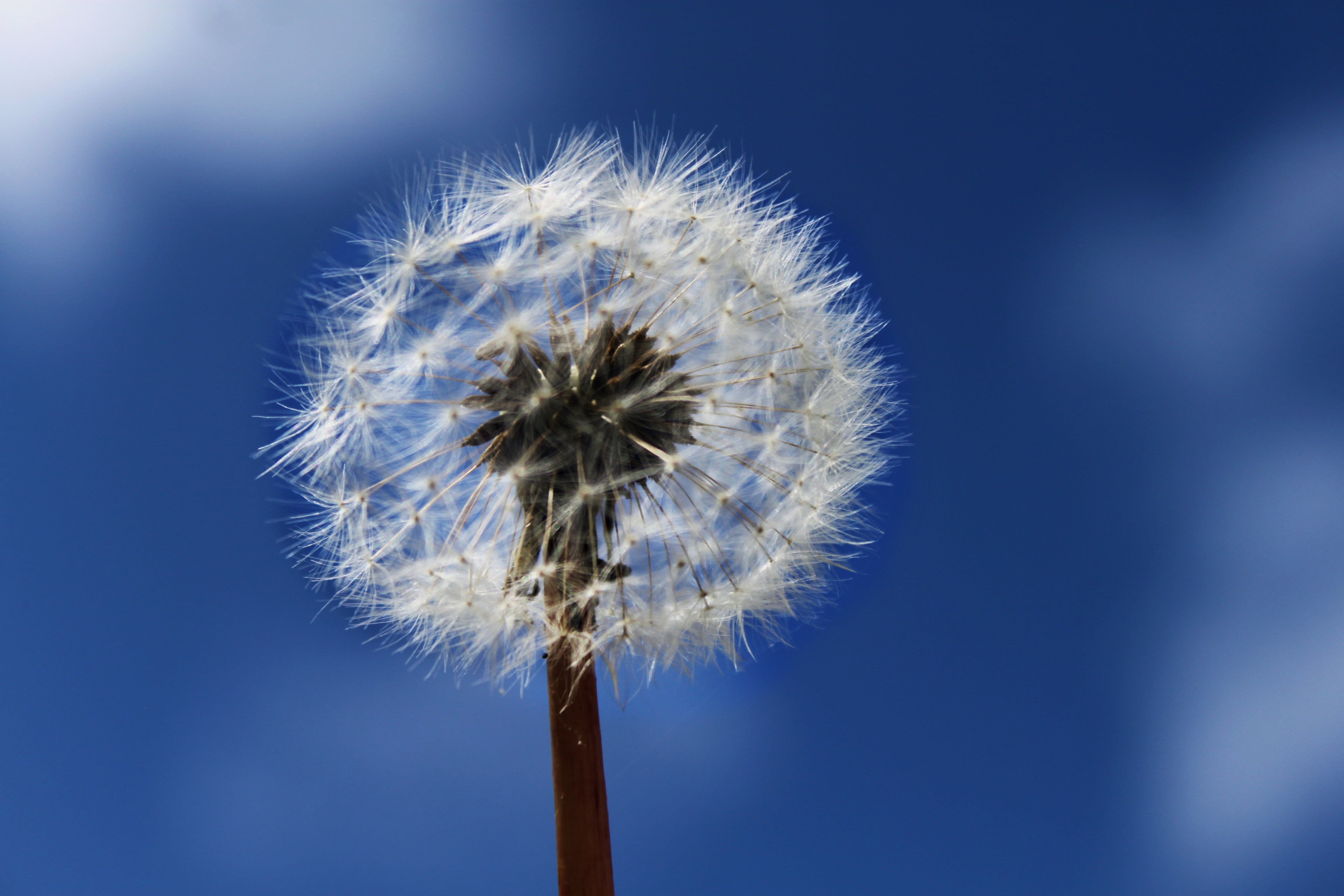 nuns, close-up, flowering plant, fluffy, outdoors, fragility, vulnerability, seed, flower, softness, dandelion, no people, beauty in nature, blue, freshness, HD Wallpaper