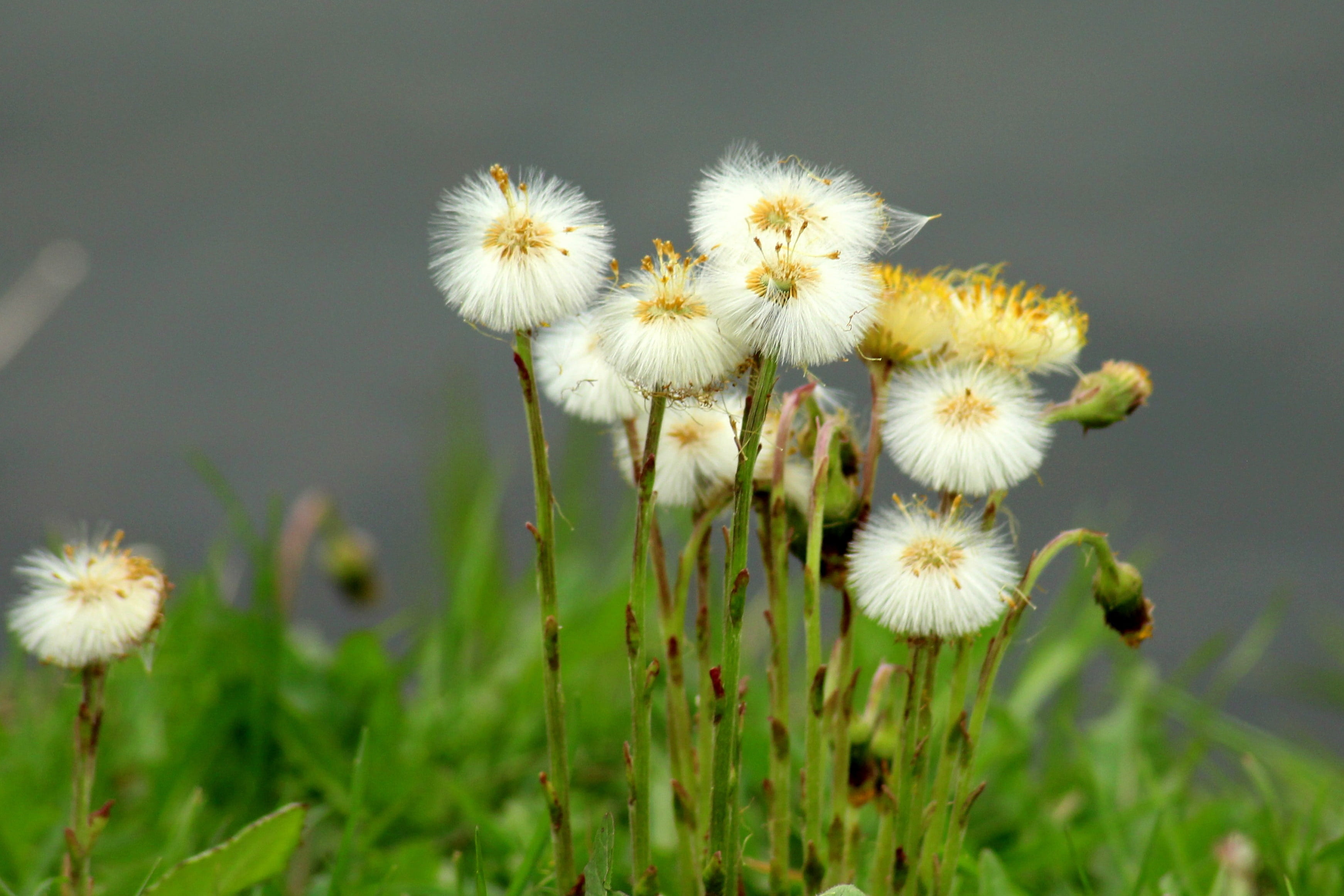 flower head, freshness, dandelion, vulnerability, close-up, plant stem, growth, flower, day, nature, dandelions, fragility, sonchus oleraceus, spring, outdoors, HD Wallpaper