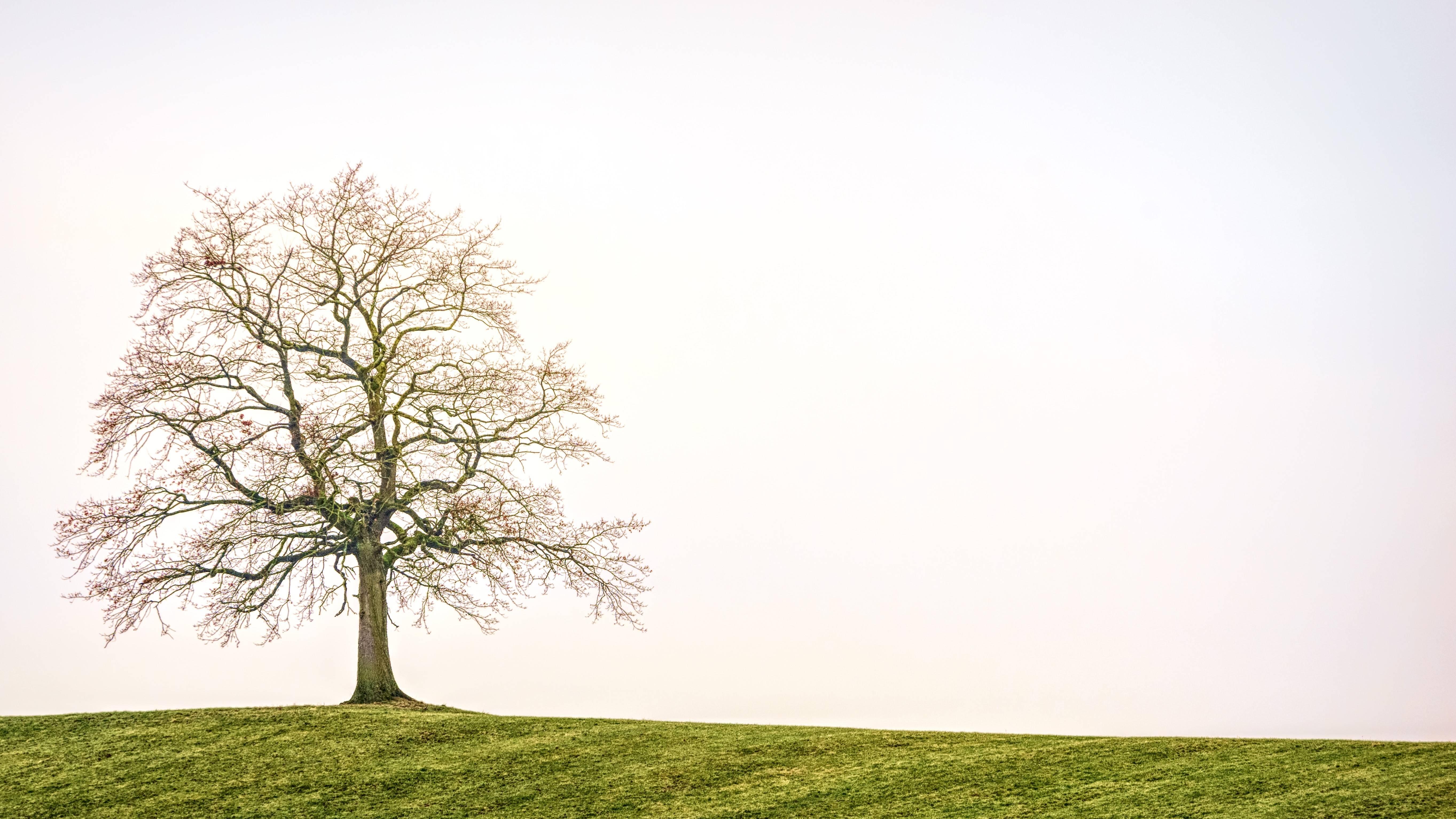 green color, tranquil scene, tree, land, copy space, scenics - nature, field, 5K, day, landscape, meadow, autumn, single tree, beauty in nature, individually, HD Wallpaper