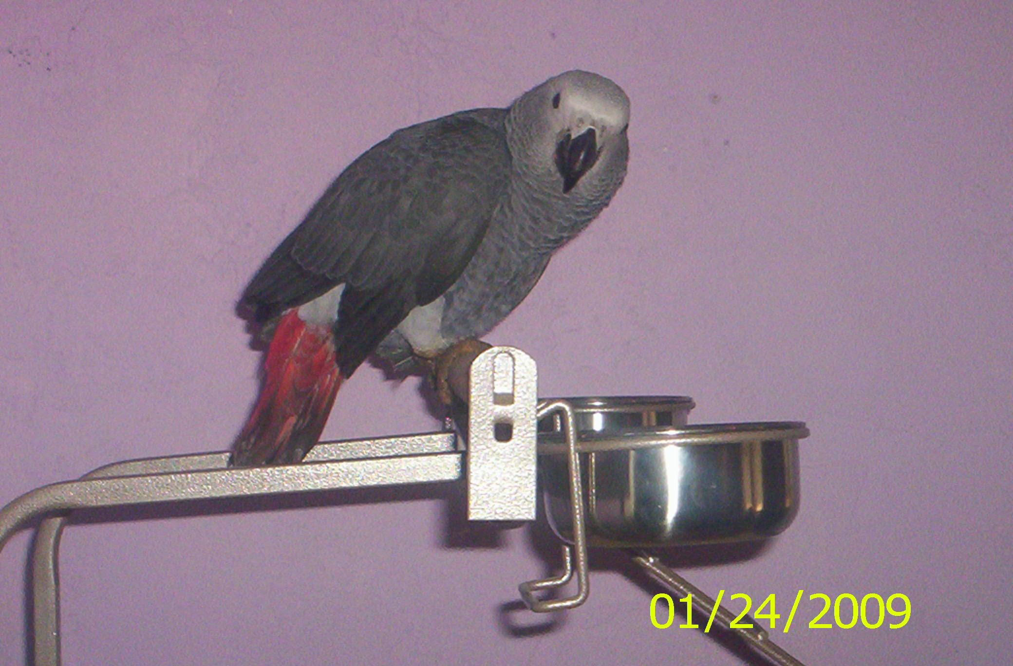 grey, congo, animals, african, 1080P, individual owned, parrot, HD Wallpaper