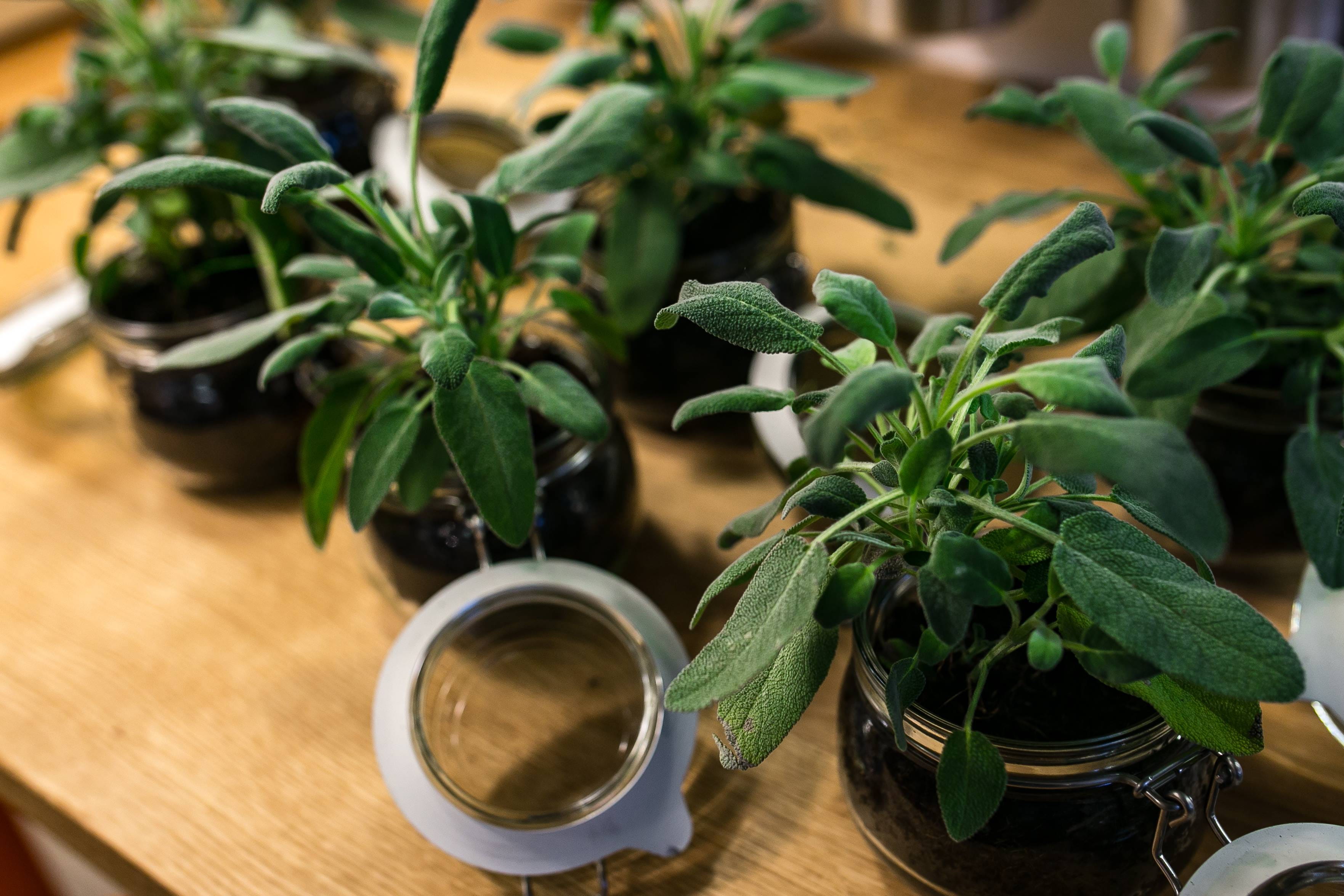 glass, table, drink, plant, leaf, indoors, flower pot, food And Drink, freshness, plant part, 2K, herb, green Color, plants, green, no people, food, healthy Eating, HD Wallpaper
