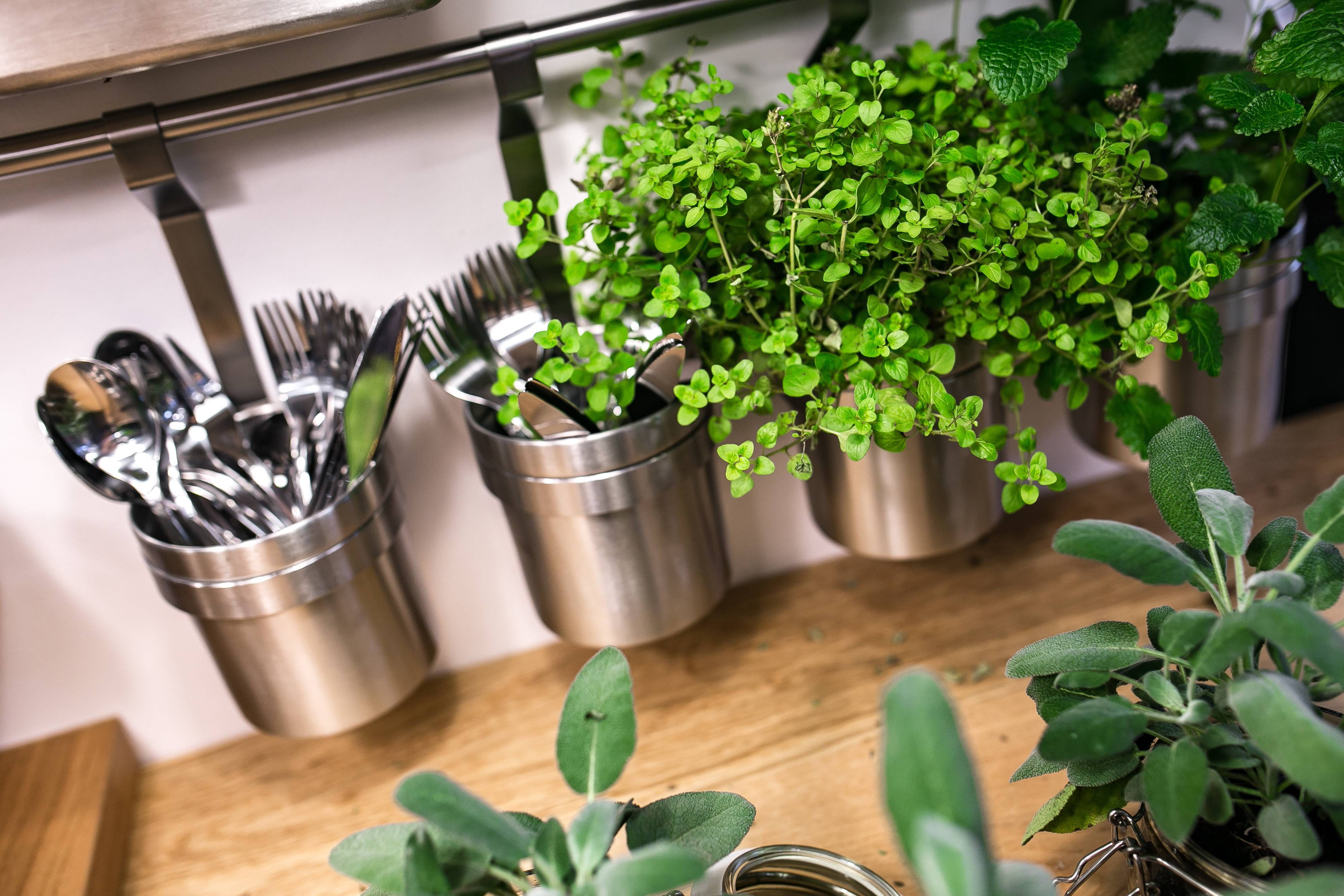 domestic Kitchen, potted plant, glass, green Color, food, jar, plant, freshness, plant part, healthy Eating, domestic room, indoors, cooking, table, kitchen, HD Wallpaper
