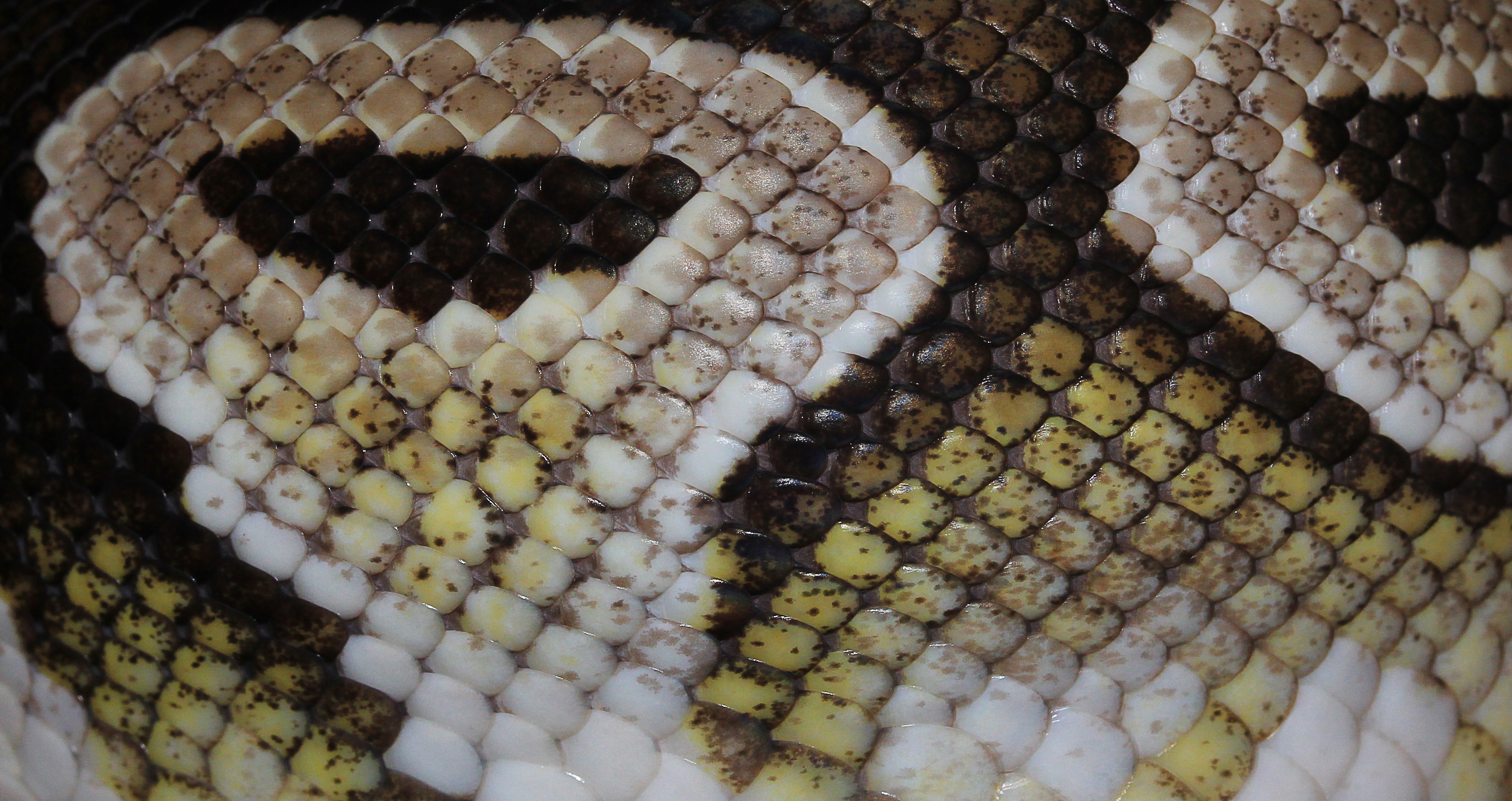marine, ballpyhton, ball python, no people, reptile, beauty, textured, python regius, scale, white, full frame, beauty in nature, close-up, brown, animal markings, HD Wallpaper