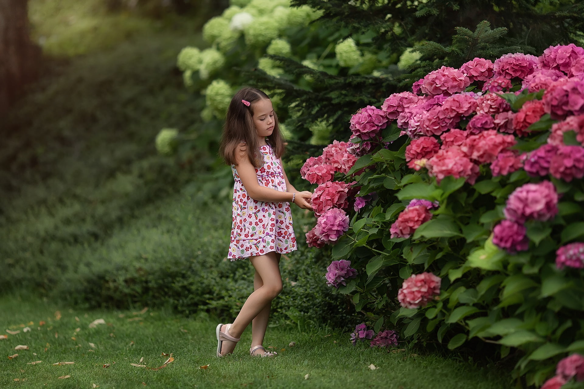 summer, hydrangea, nature, 1080P, child, girl, flowers, the bushes, Anastasia Barmina, HD Wallpaper
