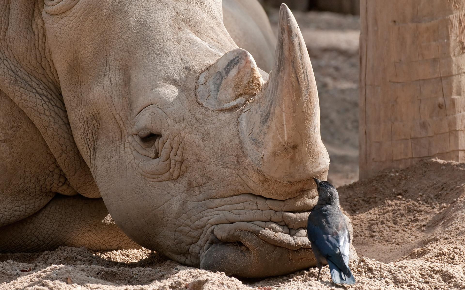 animals, 1080P, birds, friends, unlikely, pigeons, animal, hippos, wild, HD Wallpaper