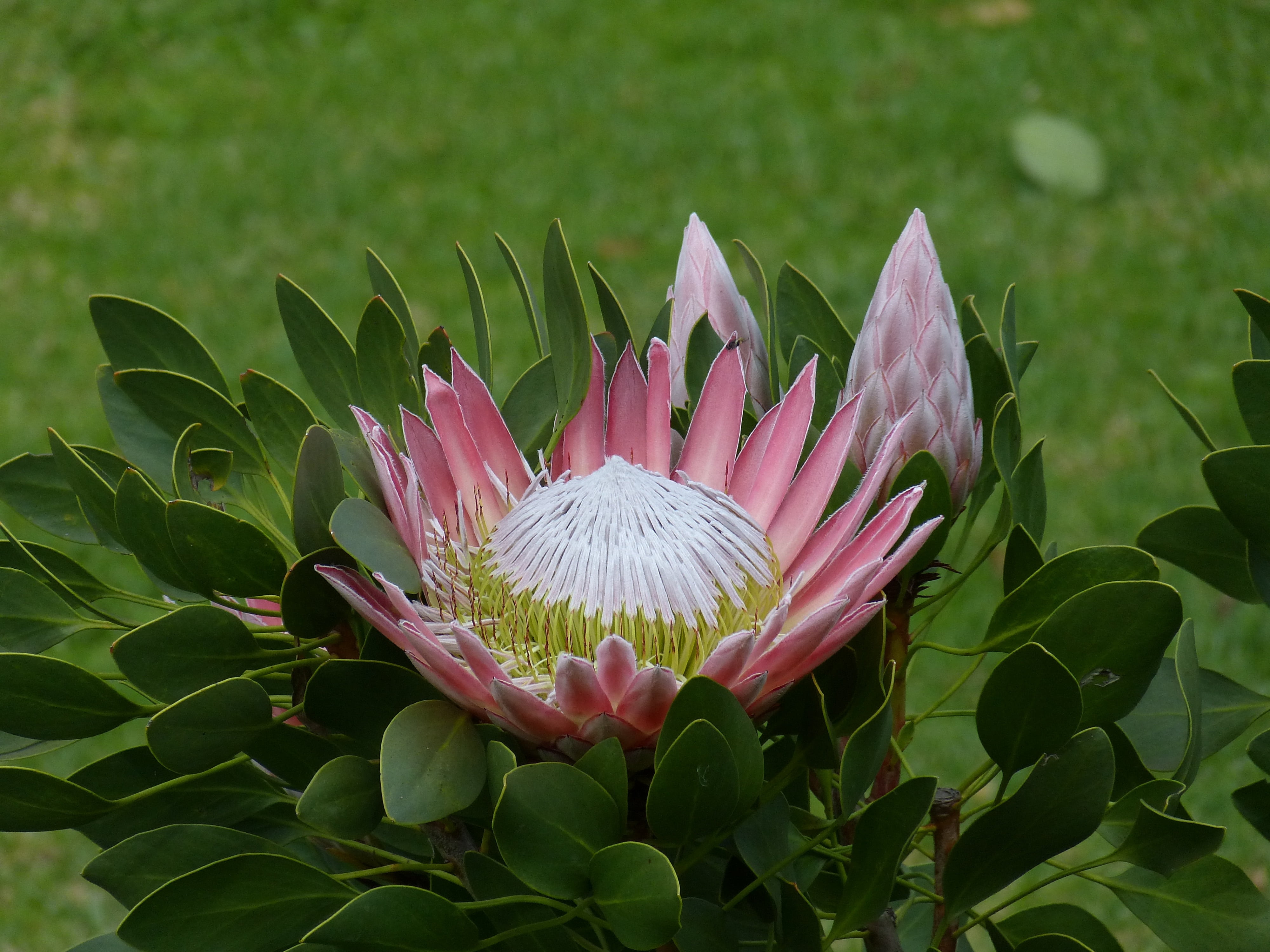 green color, king protea, vulnerability, blossom, south africa, summer, garden route, flowering plant, spring, fragility, leaf, nature, beauty in nature, HD Wallpaper
