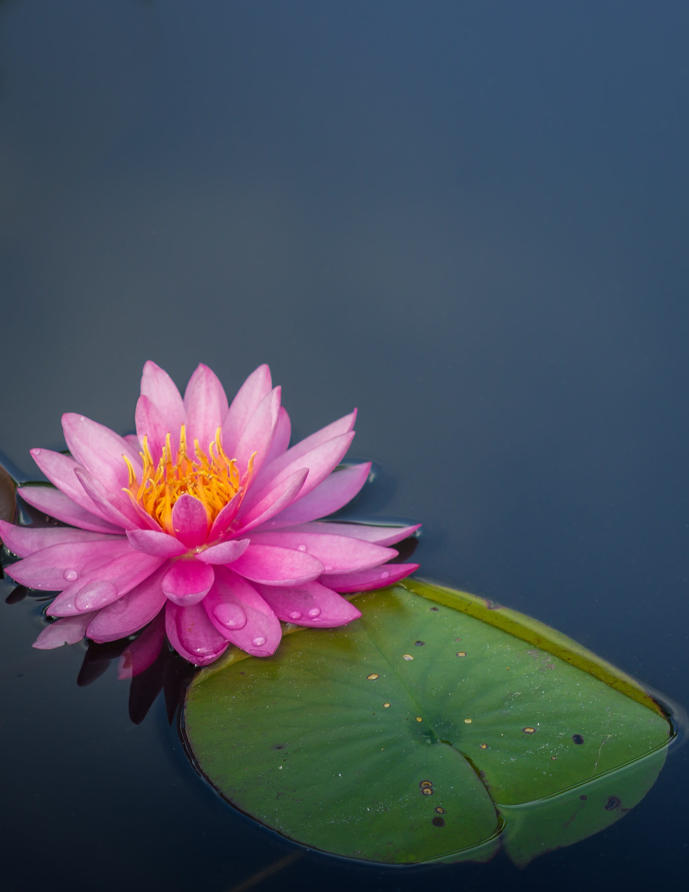 beauty In Nature, green, body, summer, floating, garden, nature, close up, water, leaves, 2K, botany, sea, pink Color, lotus, yellow, lake, single Flower, Phone HD Wallpaper