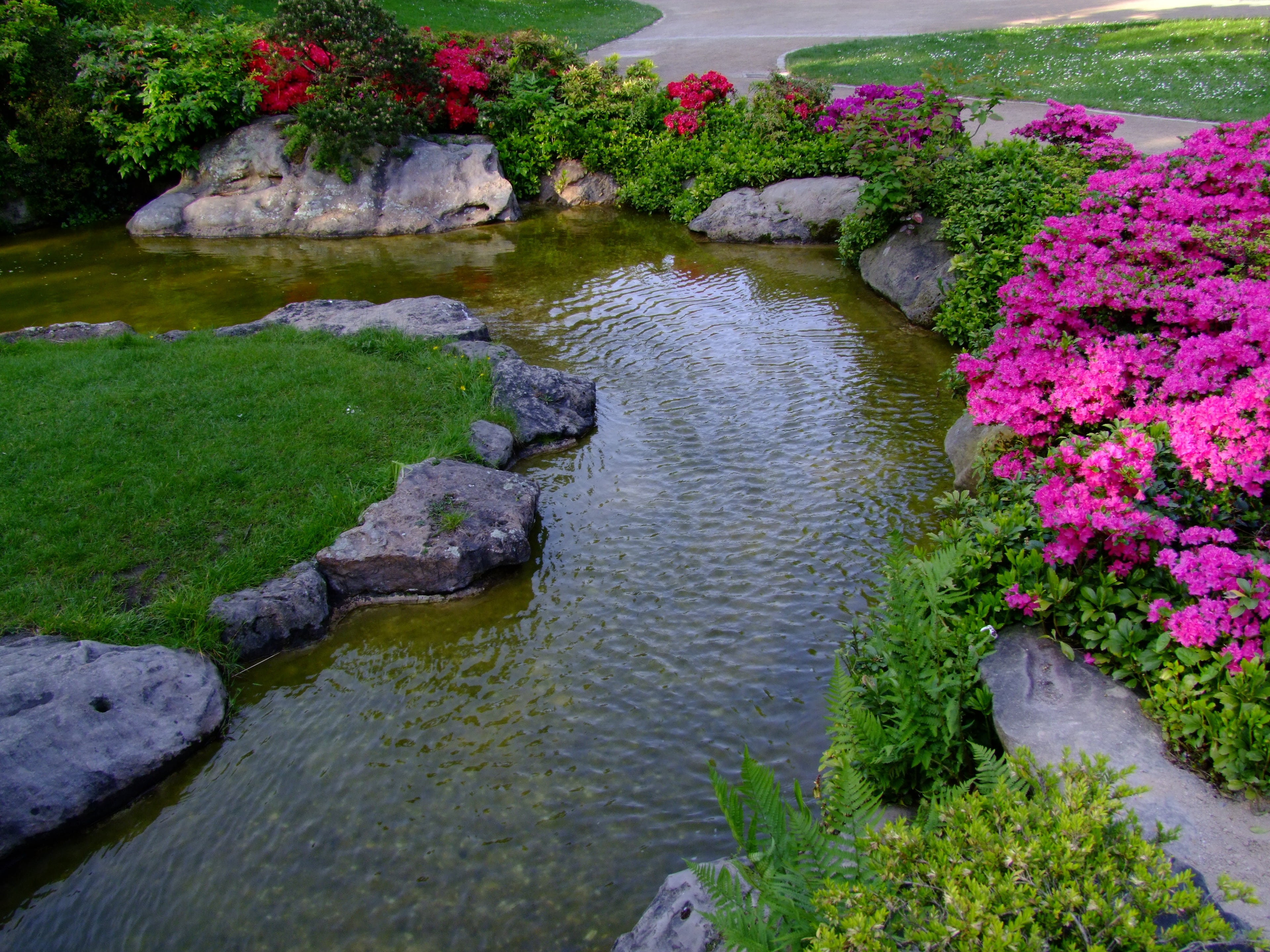 high angle view, flowering plant, day, water, growth, body, nature, no people, flower, water running, düsseldorf, landscape, beauty in nature, grass, plant, HD Wallpaper