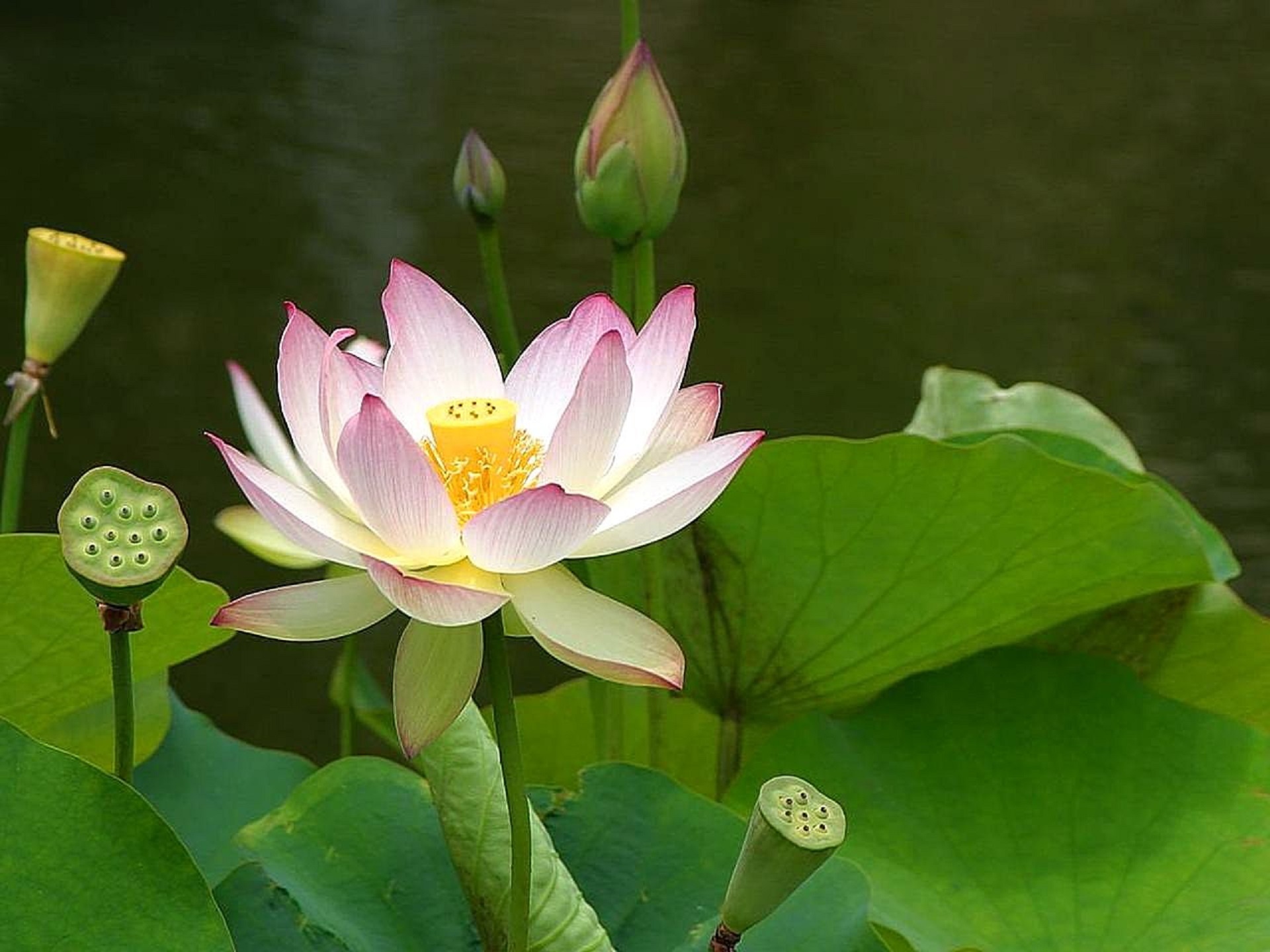 pollen, fragility, flower Head, garden, flowers, freshness, buds, body, lake, springtime, outdoors, blossom, tropical, pond, summer, water Lily, plant part, HD Wallpaper