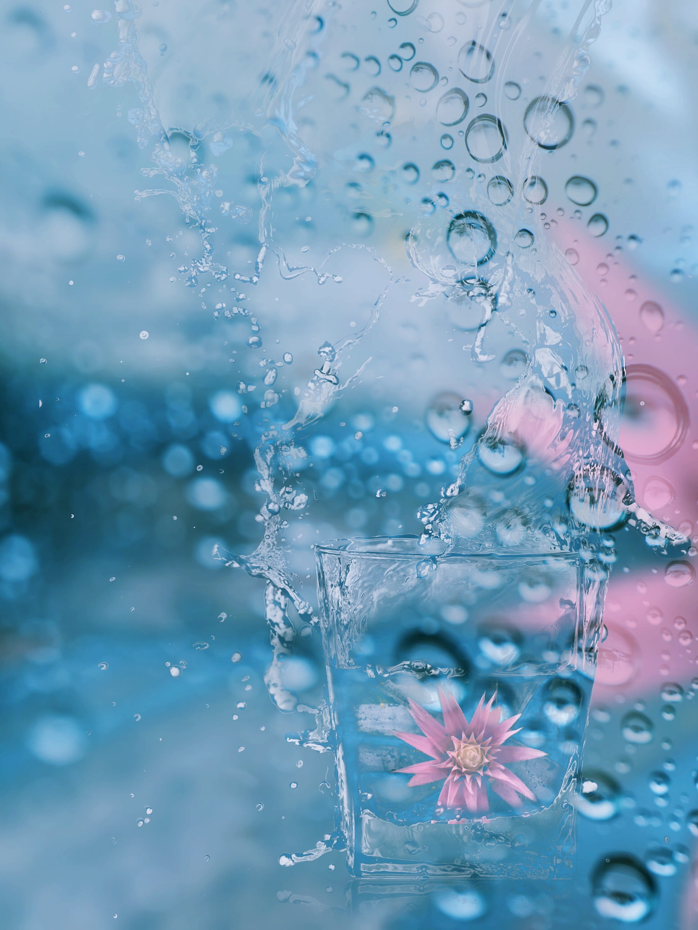 wild, petaled, transparent, beautiful, flowers, no people, purity, filled, backgrounds, blue, rosa, water, 2K, refreshment, nature, bubble, wet, motion, Phone HD Wallpaper