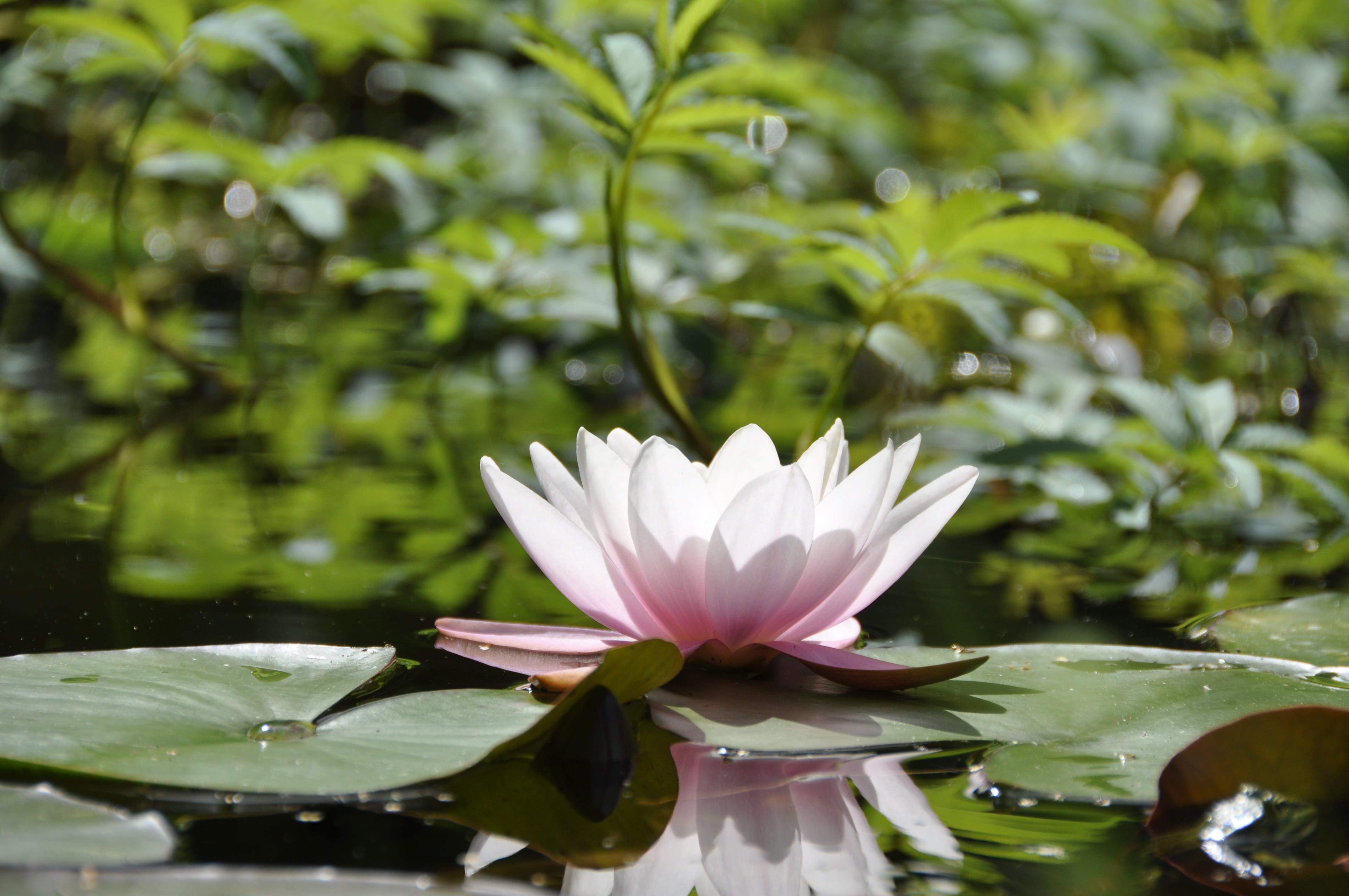 daytime, pond, pollen, sunlight, blossom, summer, petal, flower Head, 4K, green, leaf, vulnerability, fragility, white, pink, close-up, beauty In Nature, HD Wallpaper