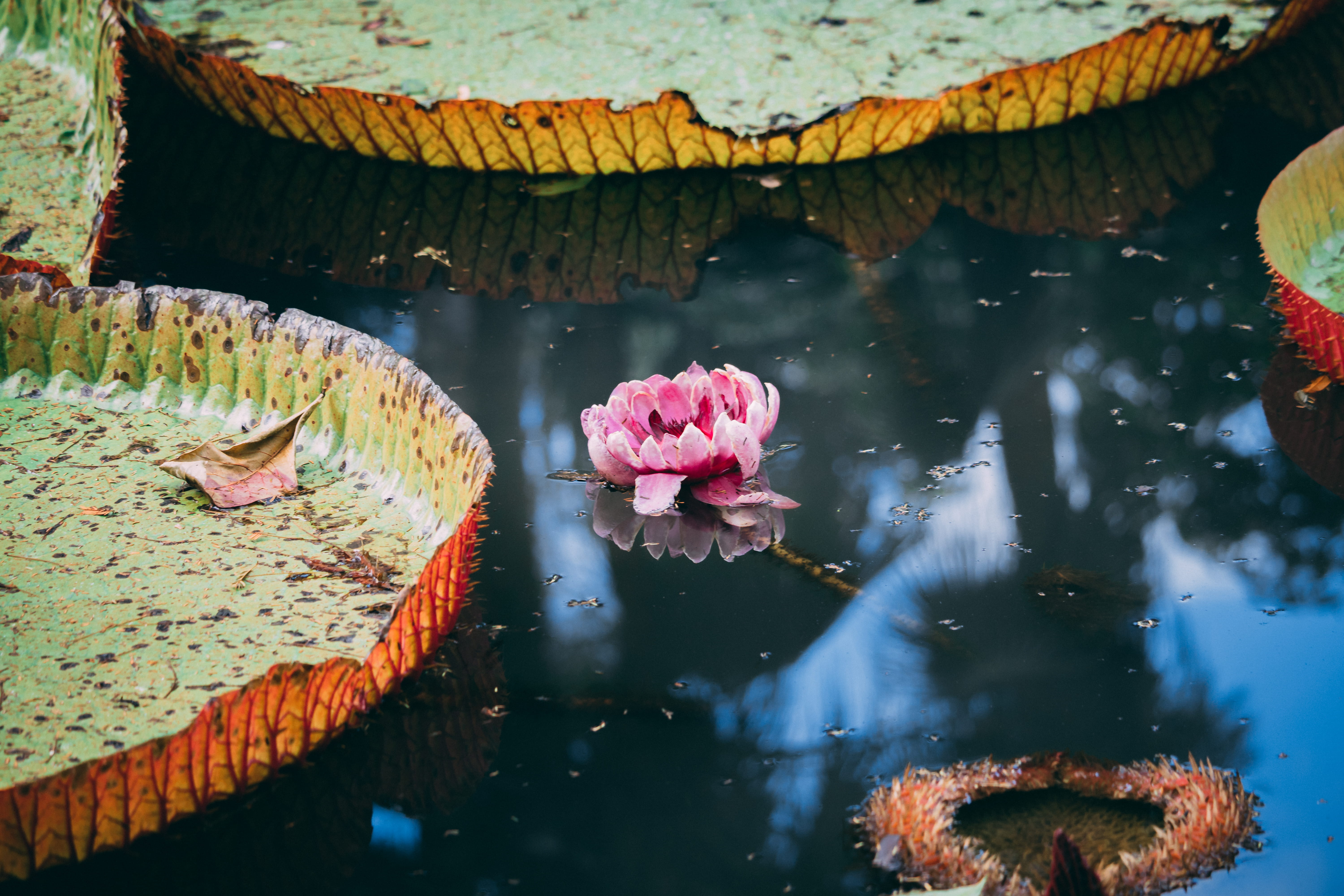 lotus water lily, water, no people, plant part, lake, plant, sir seewoosagur ramgoolam botanical garden, still, nature, body, 5K, waterfront, HD Wallpaper
