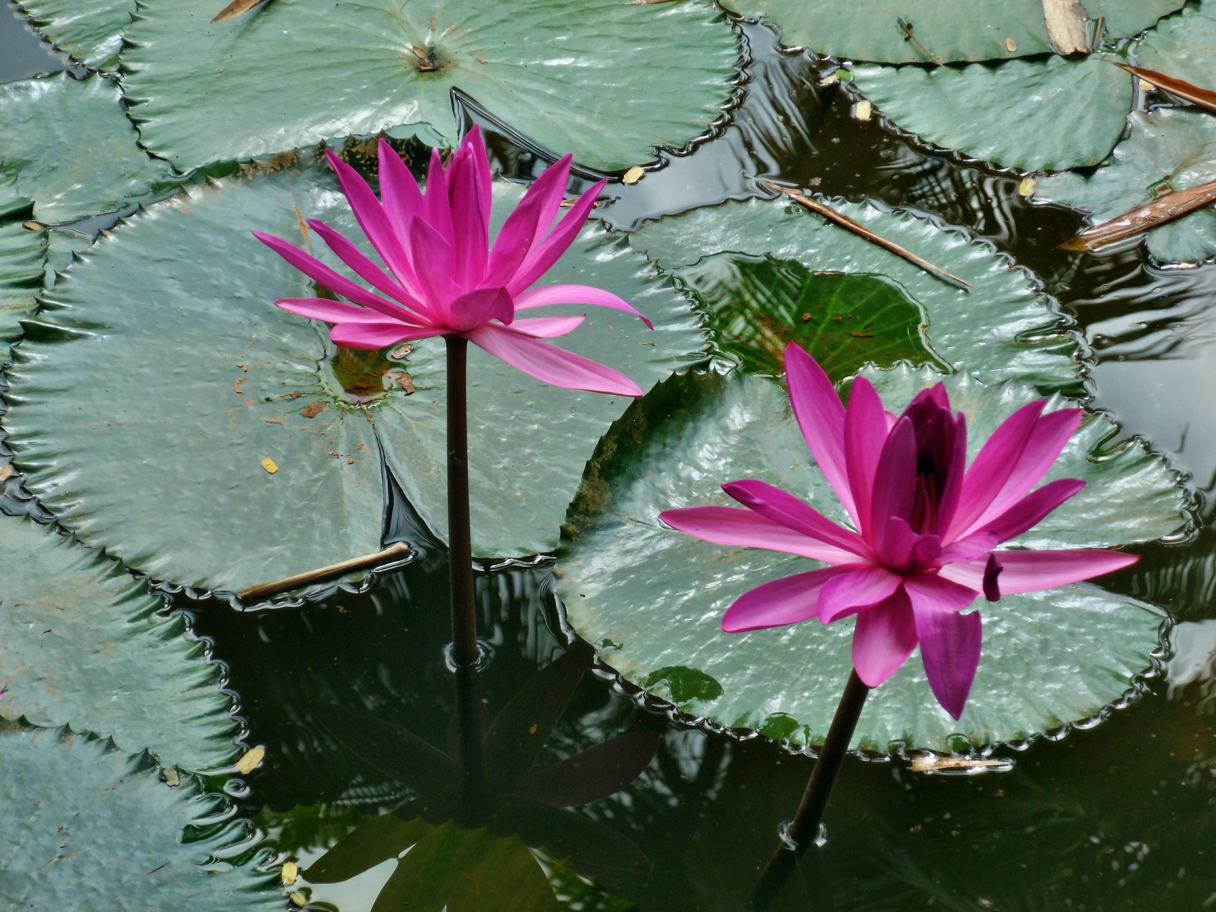 park, spa, spring, lily, botany, growth, flowers, bloom, purple, floating on water, water Lily, flowering plant, plant, beauty, garden, zen, petal, lotus, HD Wallpaper