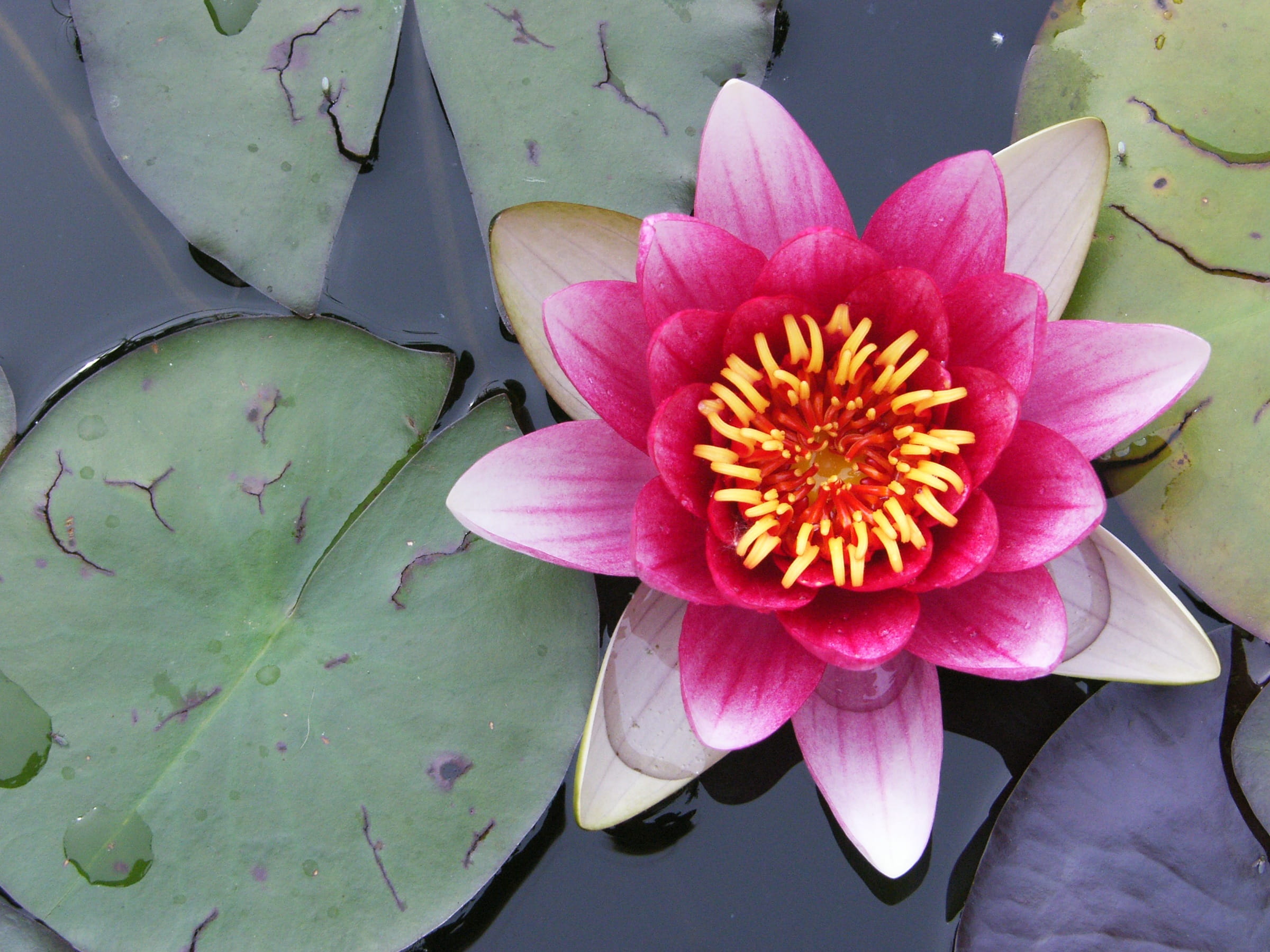 summer, fragility, close-up, flowering plant, water, pollen, beauty In Nature, plant, floating on water, lotus Water Lily, waterlily, growth, no people, HD Wallpaper