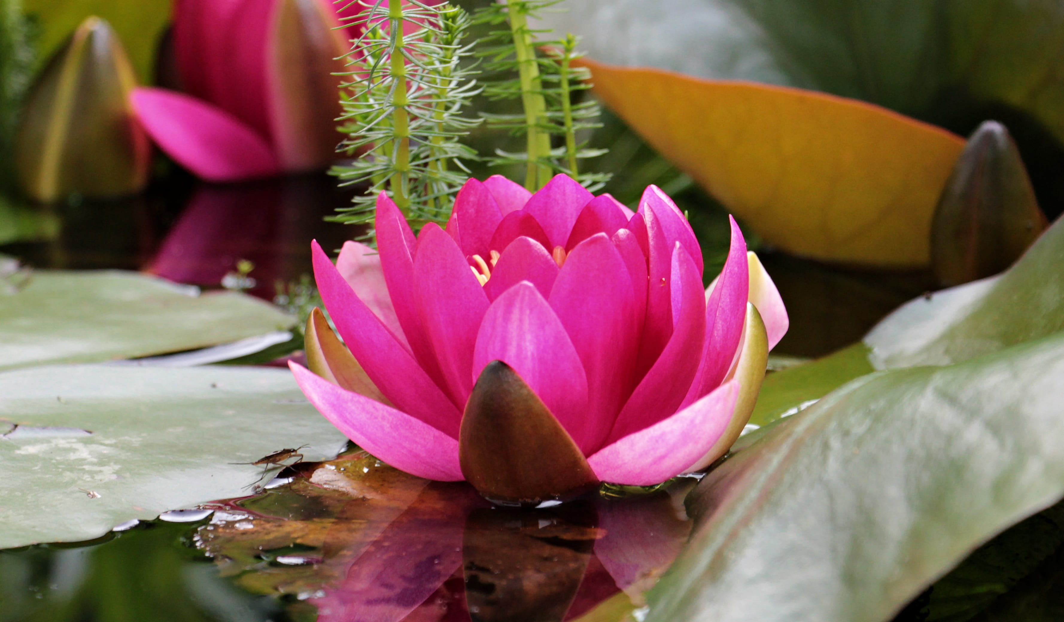 beauty in nature, fragility, no people, bloom, pink color, floating on water, purple, flower head, garden, pollen, red, lotus, pink, leaf, water lily, close-up, HD Wallpaper