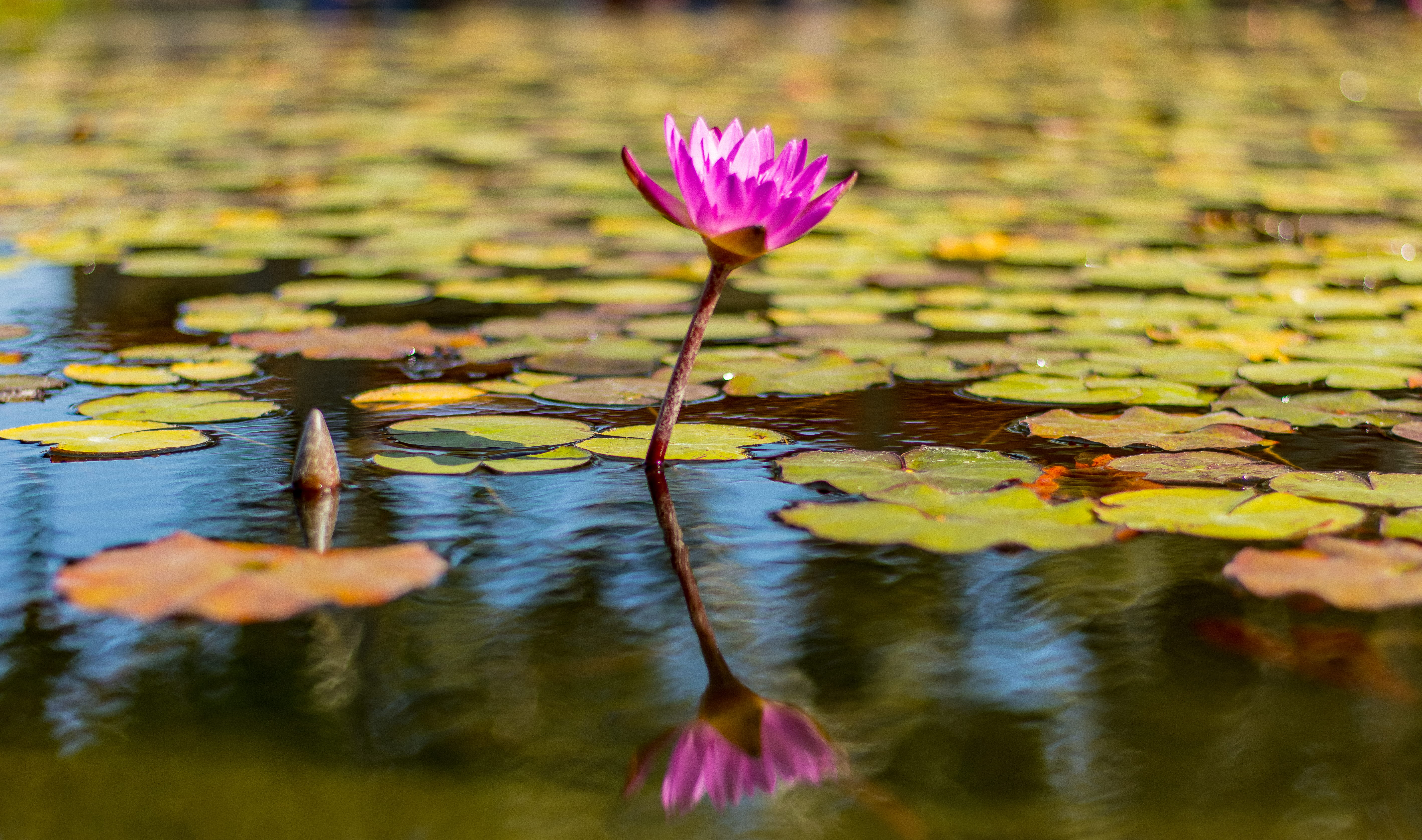 lotus water lily, reflection, focus, pink, body, floating, 5K, leaf, petaled, freshness, plant part, photography, water, beauty in nature, plant, lily pad, HD Wallpaper