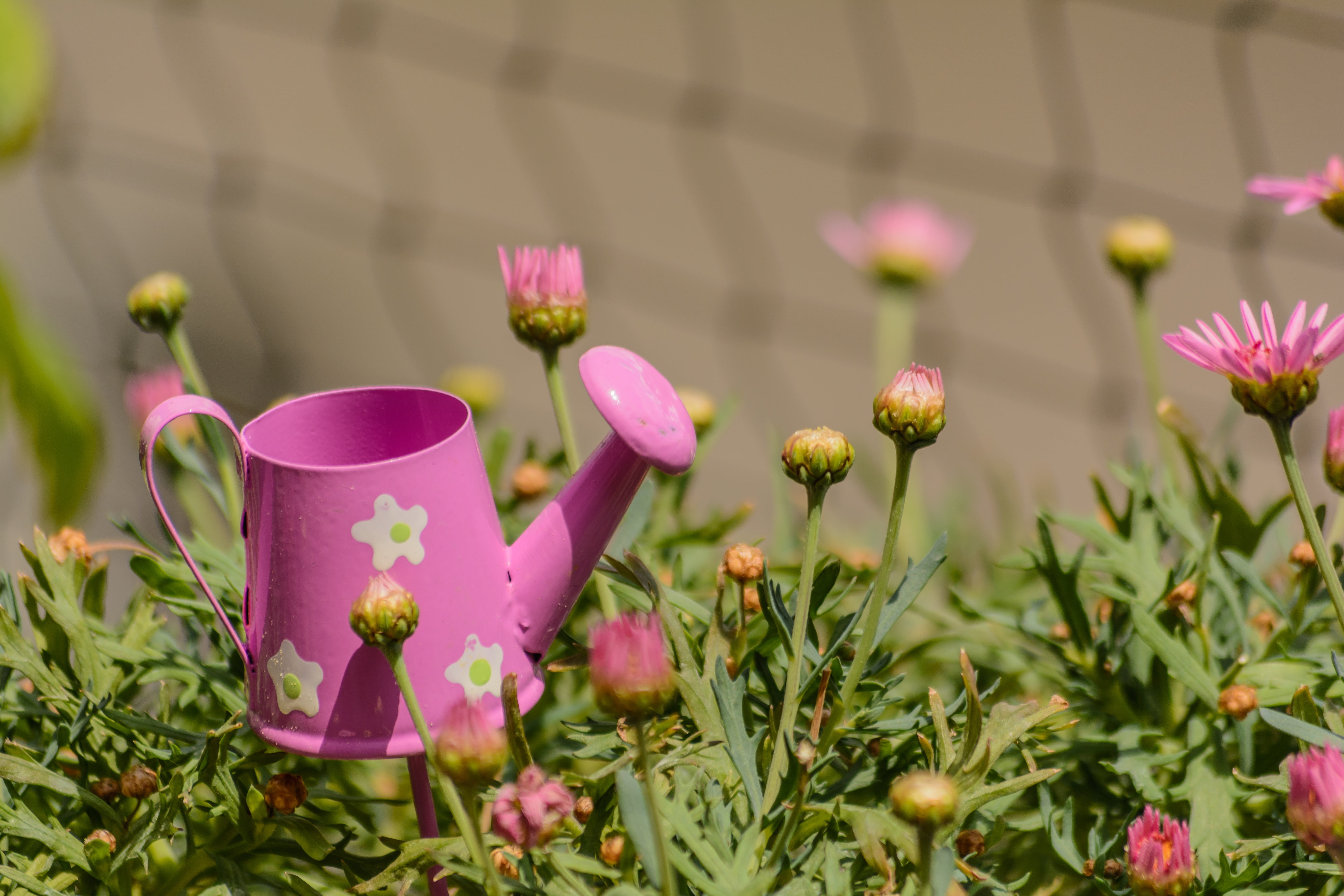 petal, casting, flower pot, watering can, pink, watering, beauty in nature, flower head, focus on foreground, photography, green color, growth, 5K, no people, HD Wallpaper