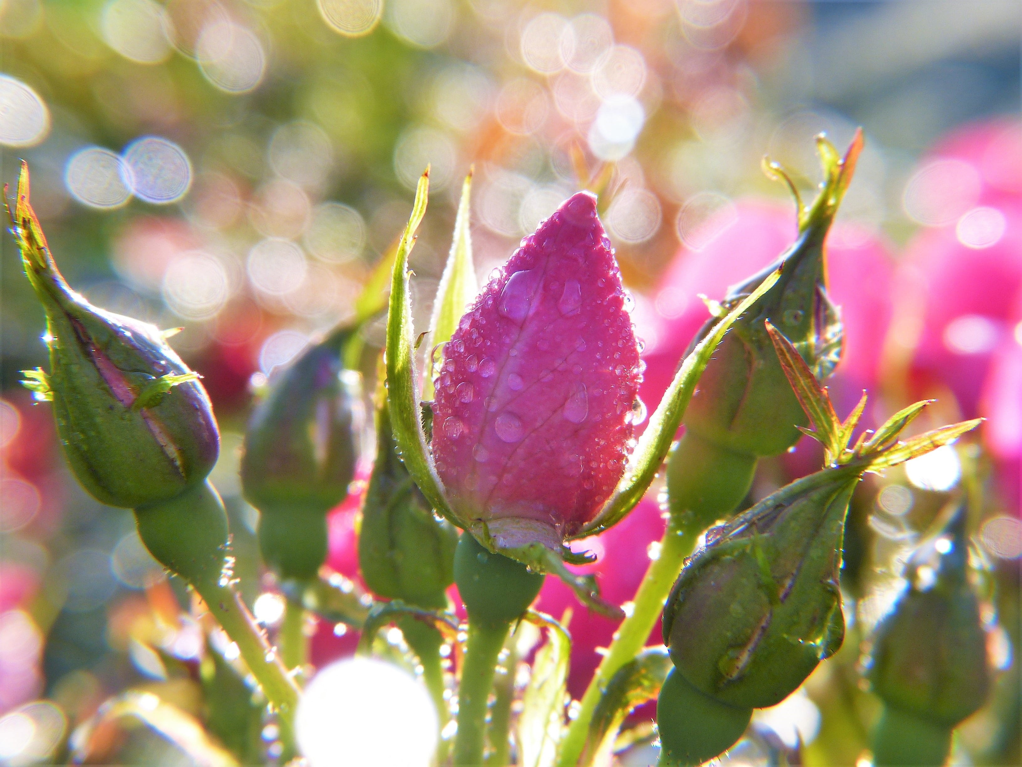 water, ripe, purple, green color, dew, love, flower, plant, rose bud, teardrop, food and drink, photo, rose family, invitation, no people, casting, freshness, HD Wallpaper