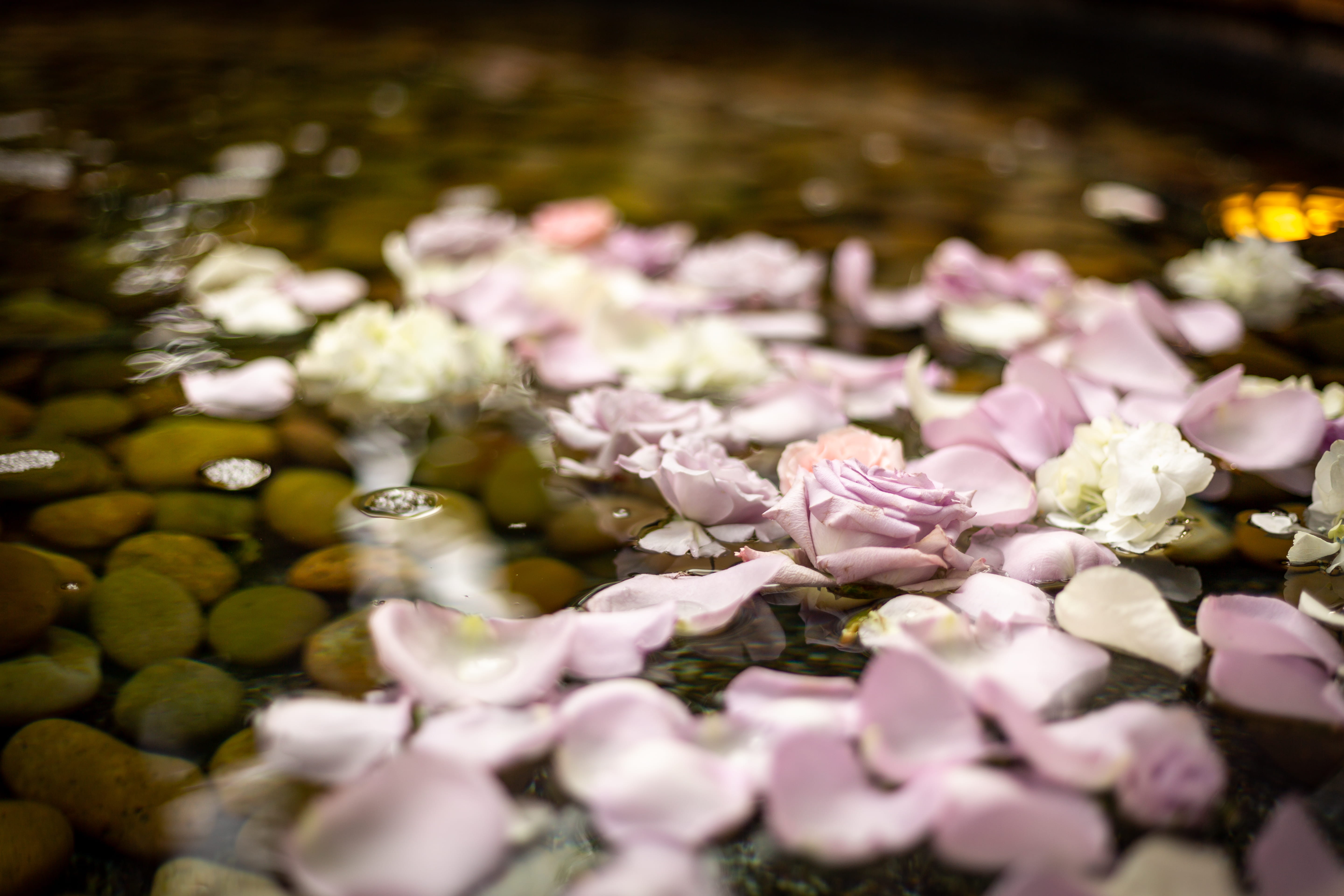 wedding, selective focus, floral, religion, flowering plant, fragility, rose, wedding decor, water, selective, luxury, body, no people, purple, decoration, HD Wallpaper