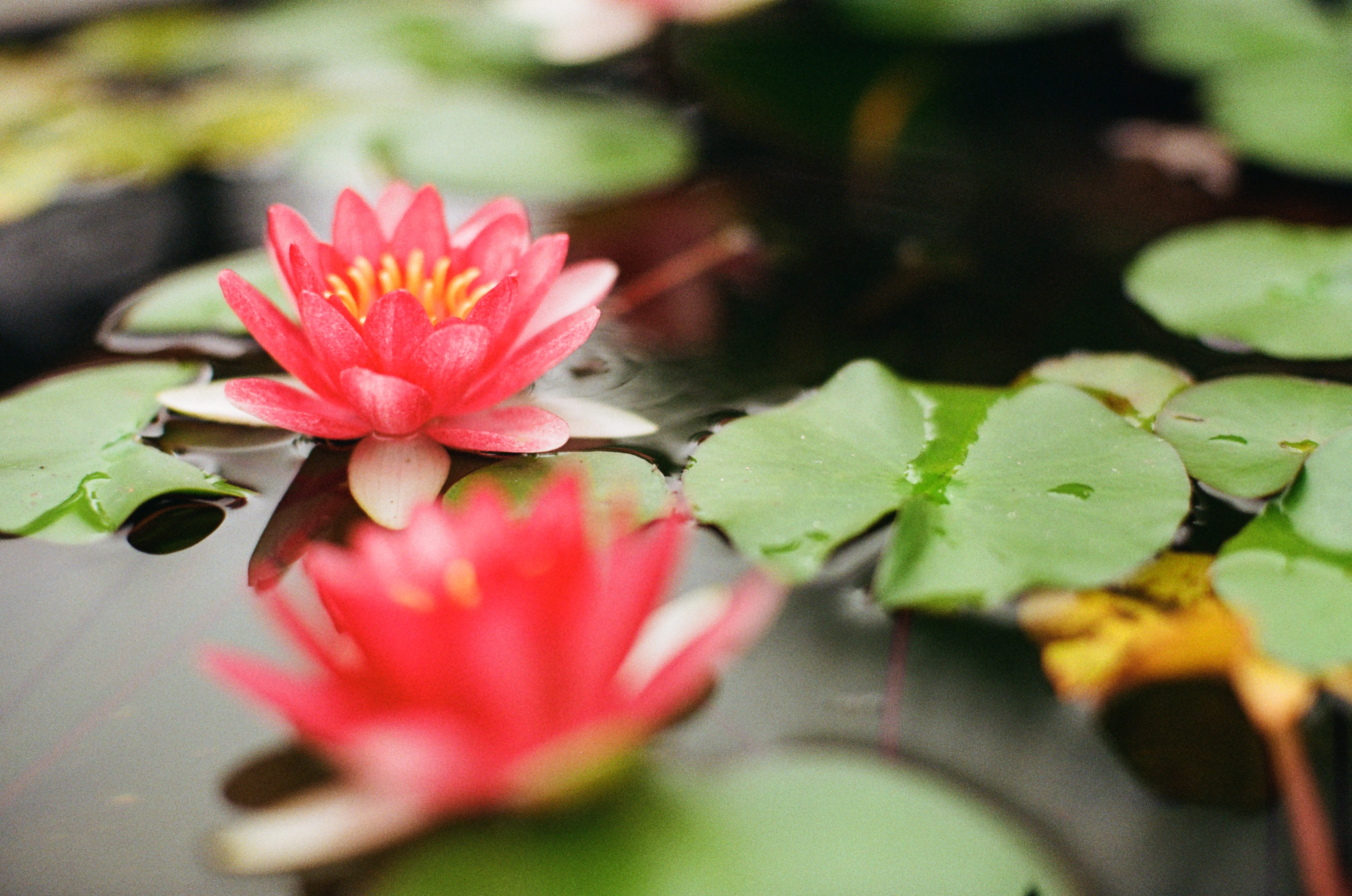 flowering plant, selective, pink color, close-up, pink, no people, leafe, beauty in nature, floating on water, petaled, pond, floral, plant part, flower head, HD Wallpaper