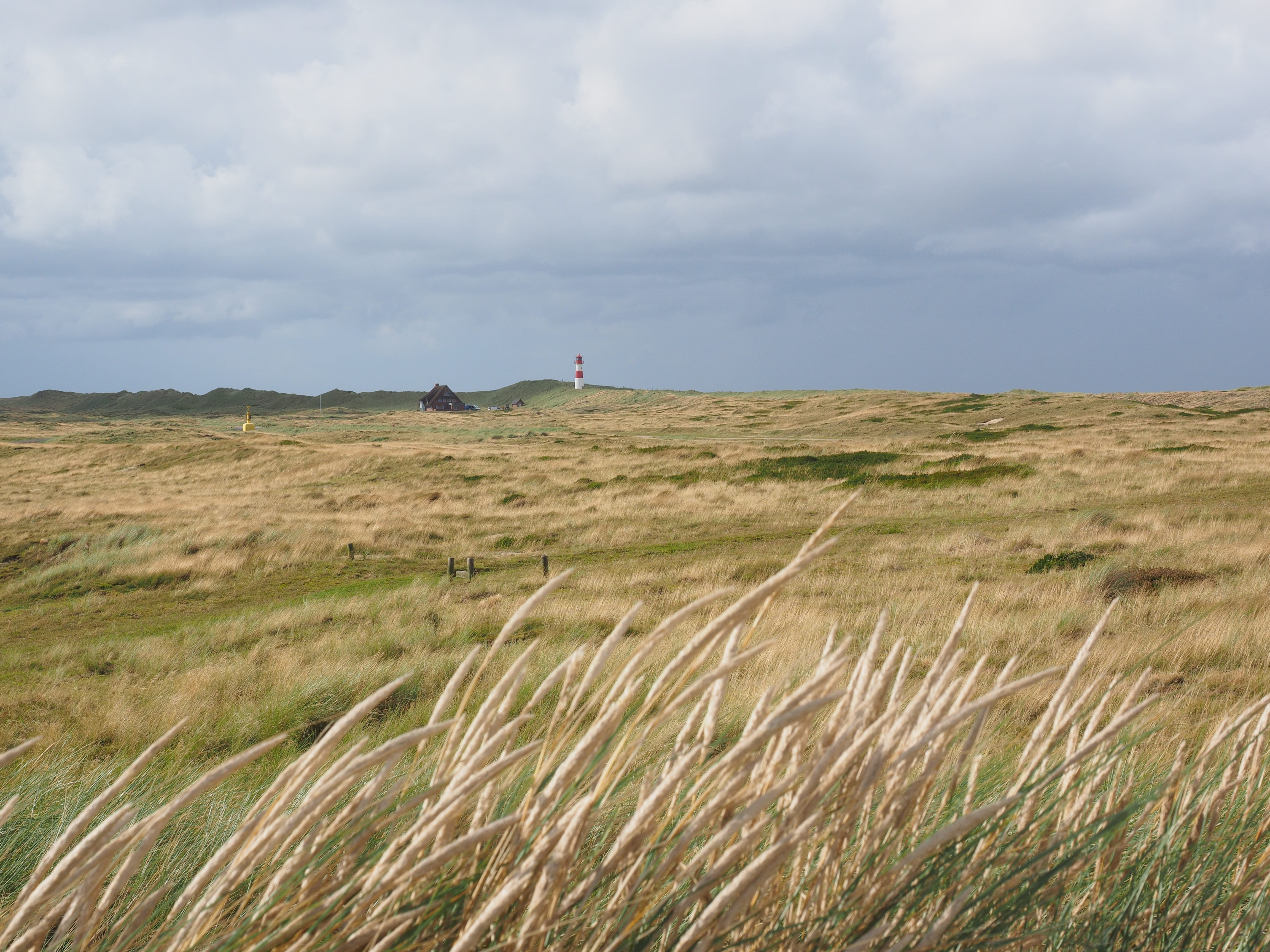 nature reserve, nature, ammophila, a pioneer plant, land, list ost, fixing plant, eco system, mountain, green color, field, grass, sky, common beach grass, HD Wallpaper