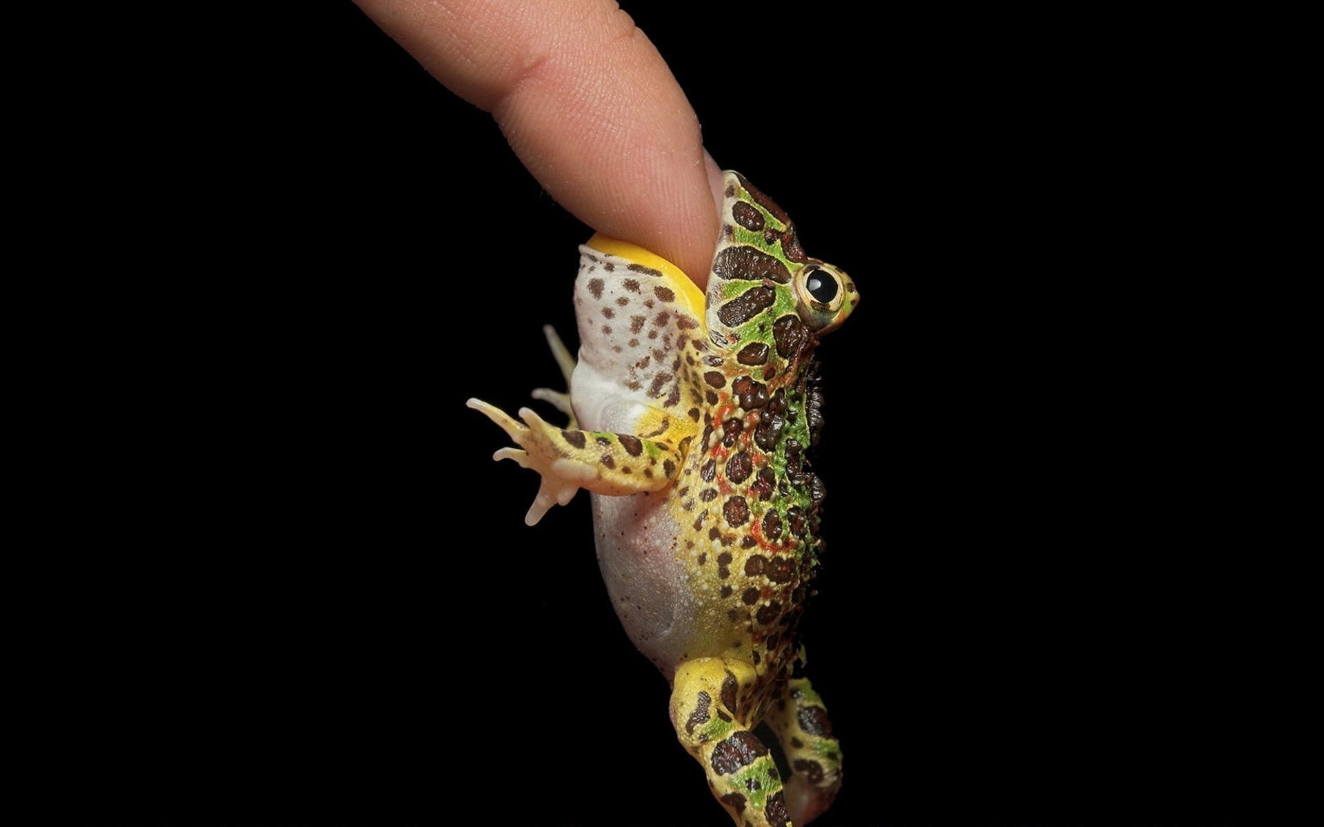 1080P, frogs, animals, amphibians, x, fingers, hd, art, biting, HD Wallpaper