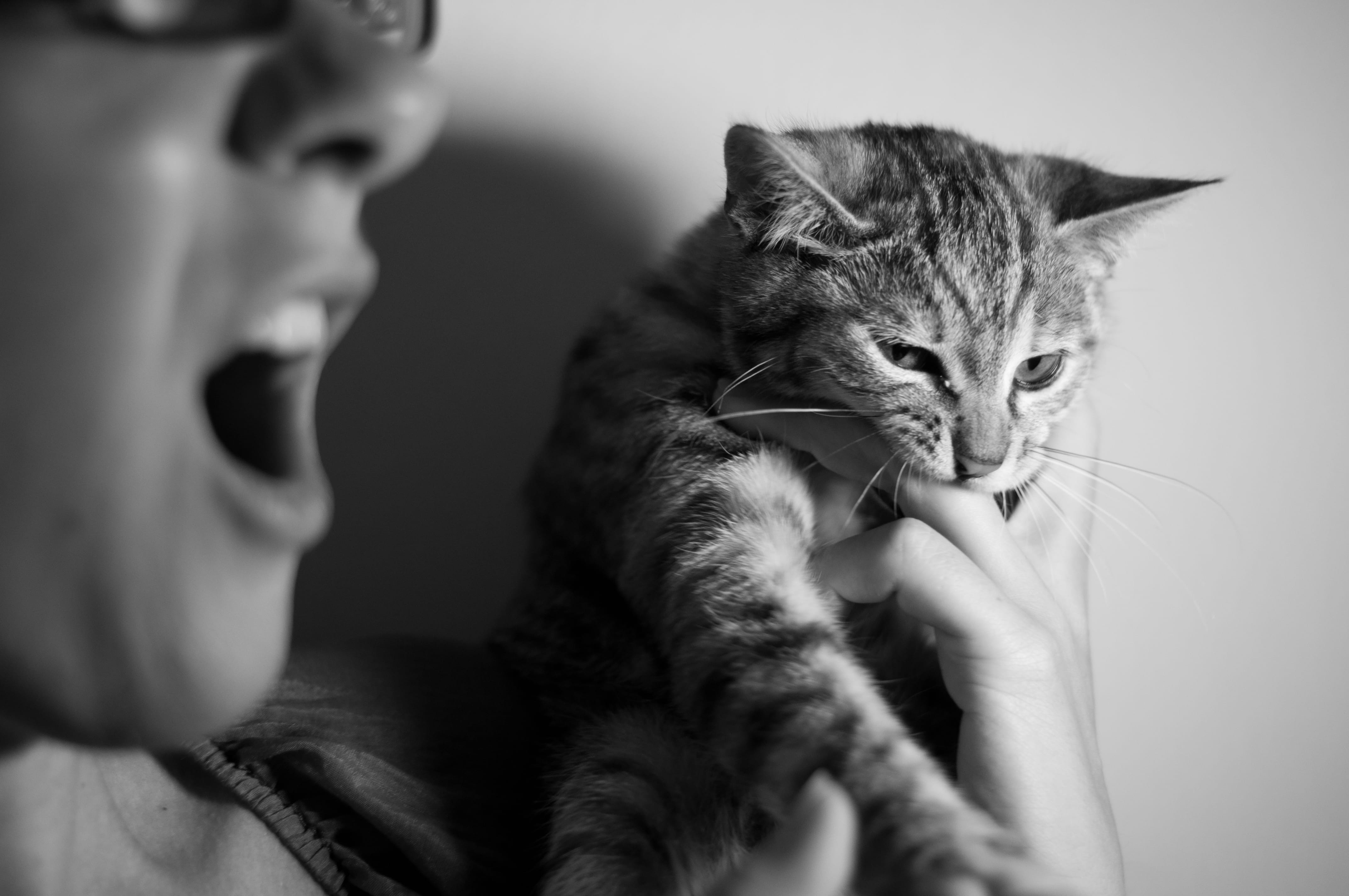 human, kitten, face, smiling, pain, abyssinian, cat, adult, couch, bite, pets, animal, grayscale, holding, happiness, positive emotion, furniture, woman, HD Wallpaper