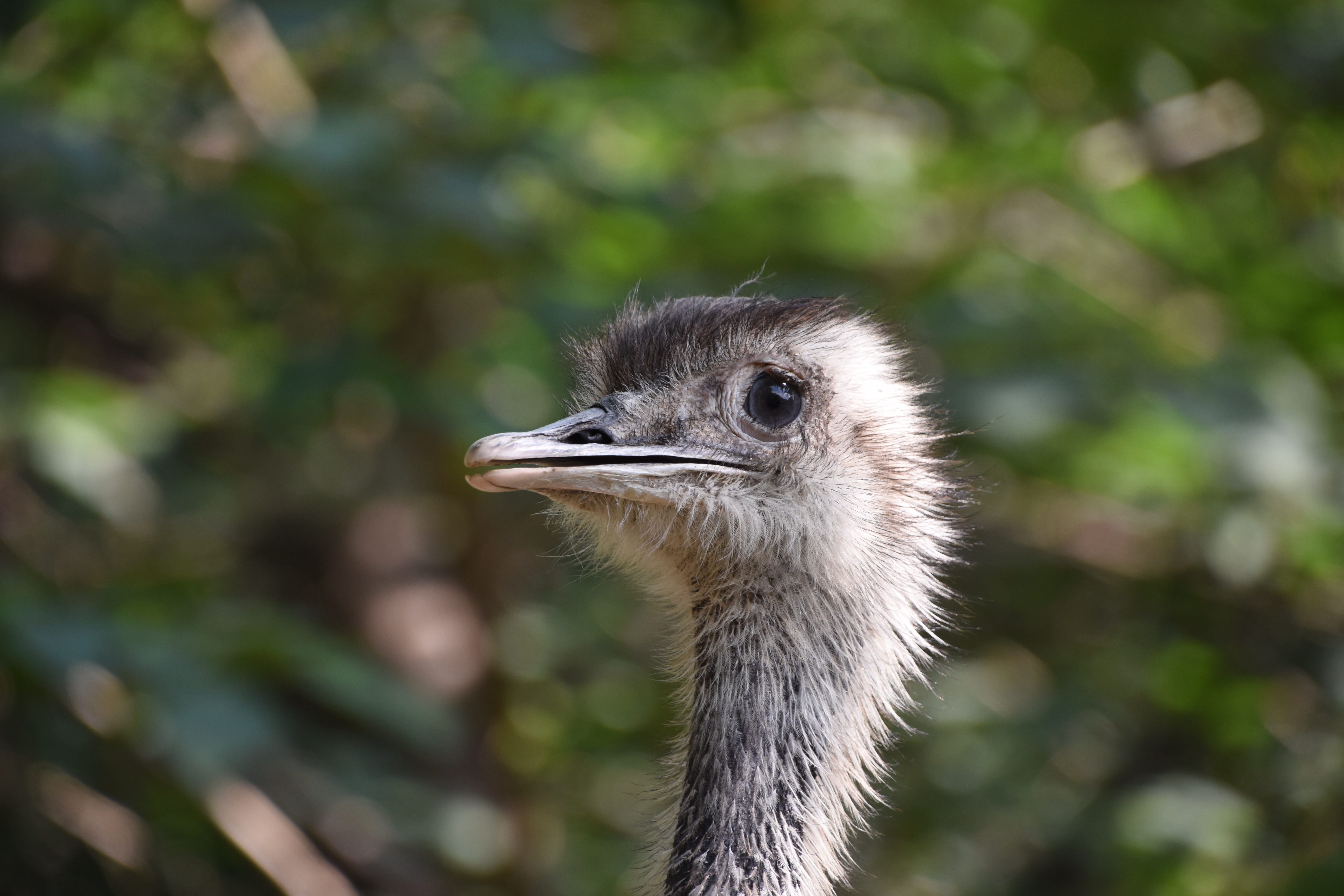 zoo, beijing, animal, Beautiful, beak, animal wildlife, head, 5K, nature, looking, Eye, day, animal head, no people, close-up, summer, animal neck, tree, HD Wallpaper