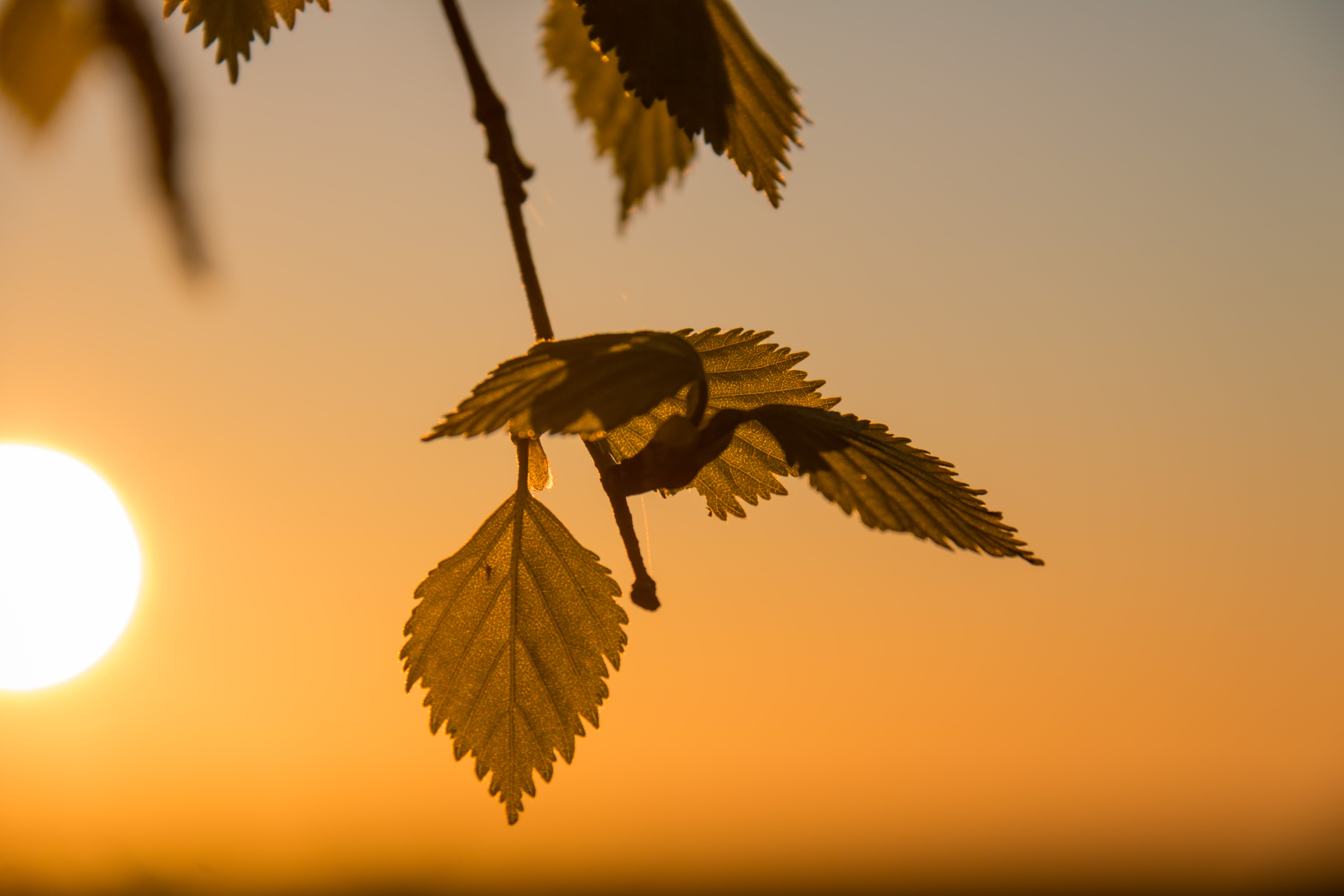 model, birch, nature, sunrise, f/3.5, pollen, Söderslätt, camera, first, geo:location, lens, focal_length, light, leaf, exif, s18, leaves, ƒ / 8, tree, HD Wallpaper