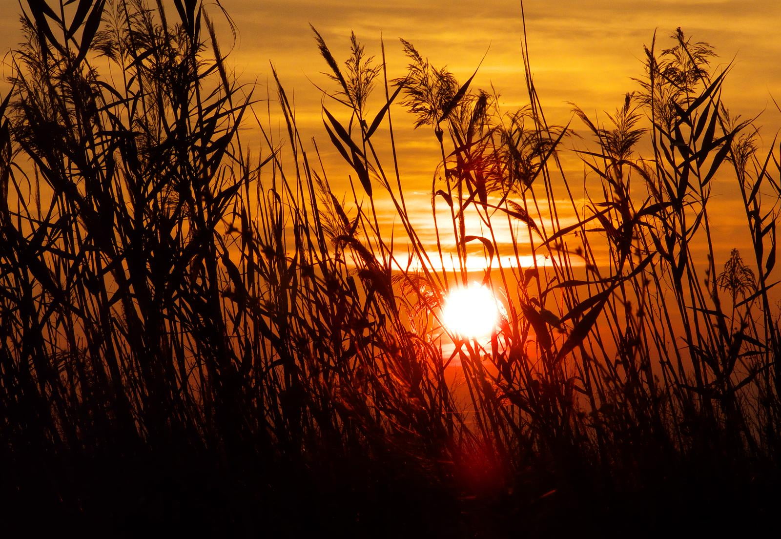 hour, couché, nature, silhouette, picture, golden, zoom, 720P, du, orange Color, landscape, dusk, sunlight, Pot-of-Gold, centaure, Lumix, outdoors, leaves, HD Wallpaper