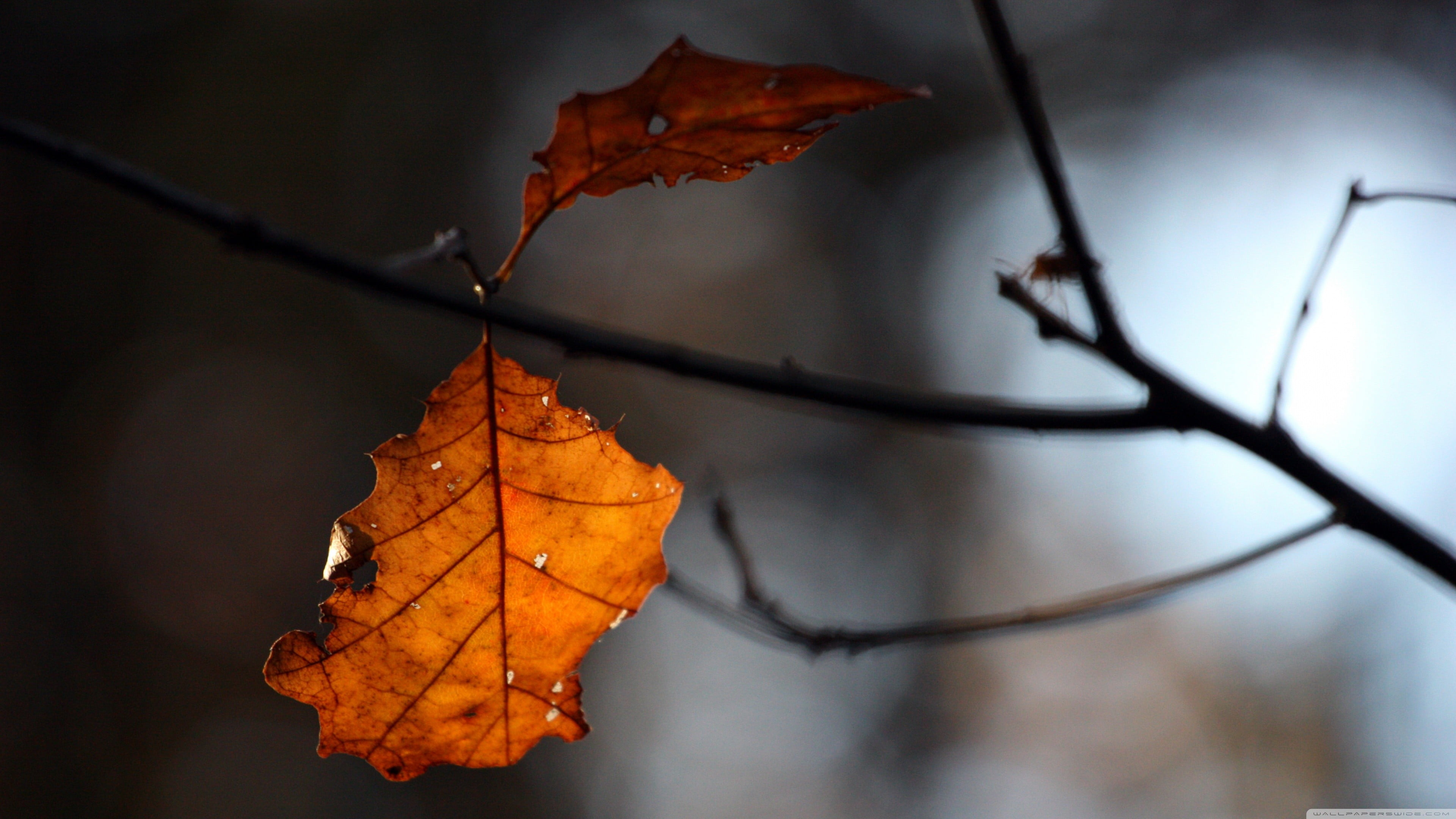 close-up, focus on foreground, brown, plants, no people, dry, leaf, autumn, 4K, autumn collection, leaf vein, vulnerability, maple leaf, tree, day, plant, HD Wallpaper